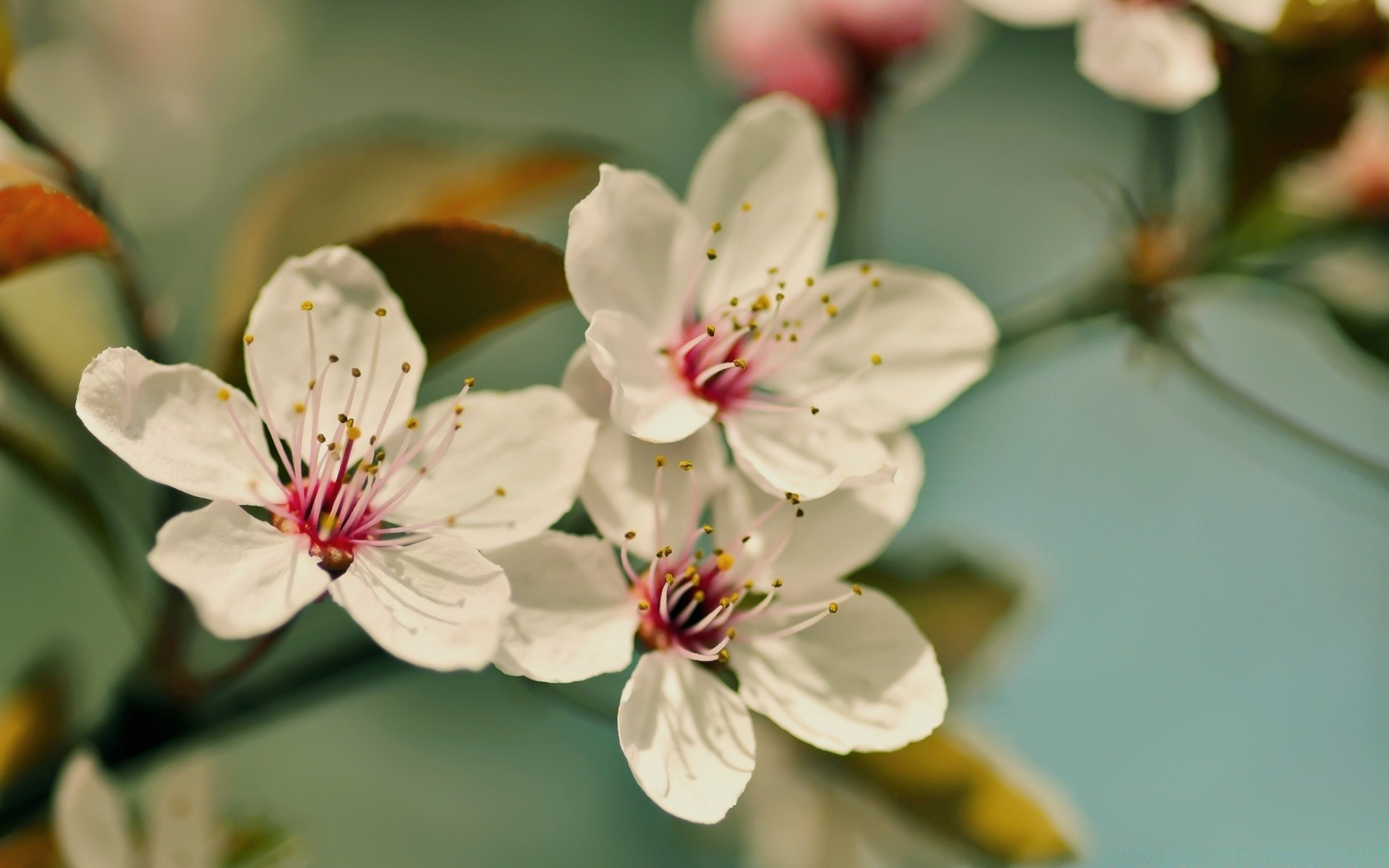 macro flower nature flora leaf garden cherry petal blooming floral branch bud growth apple beautiful tree summer season bright close-up