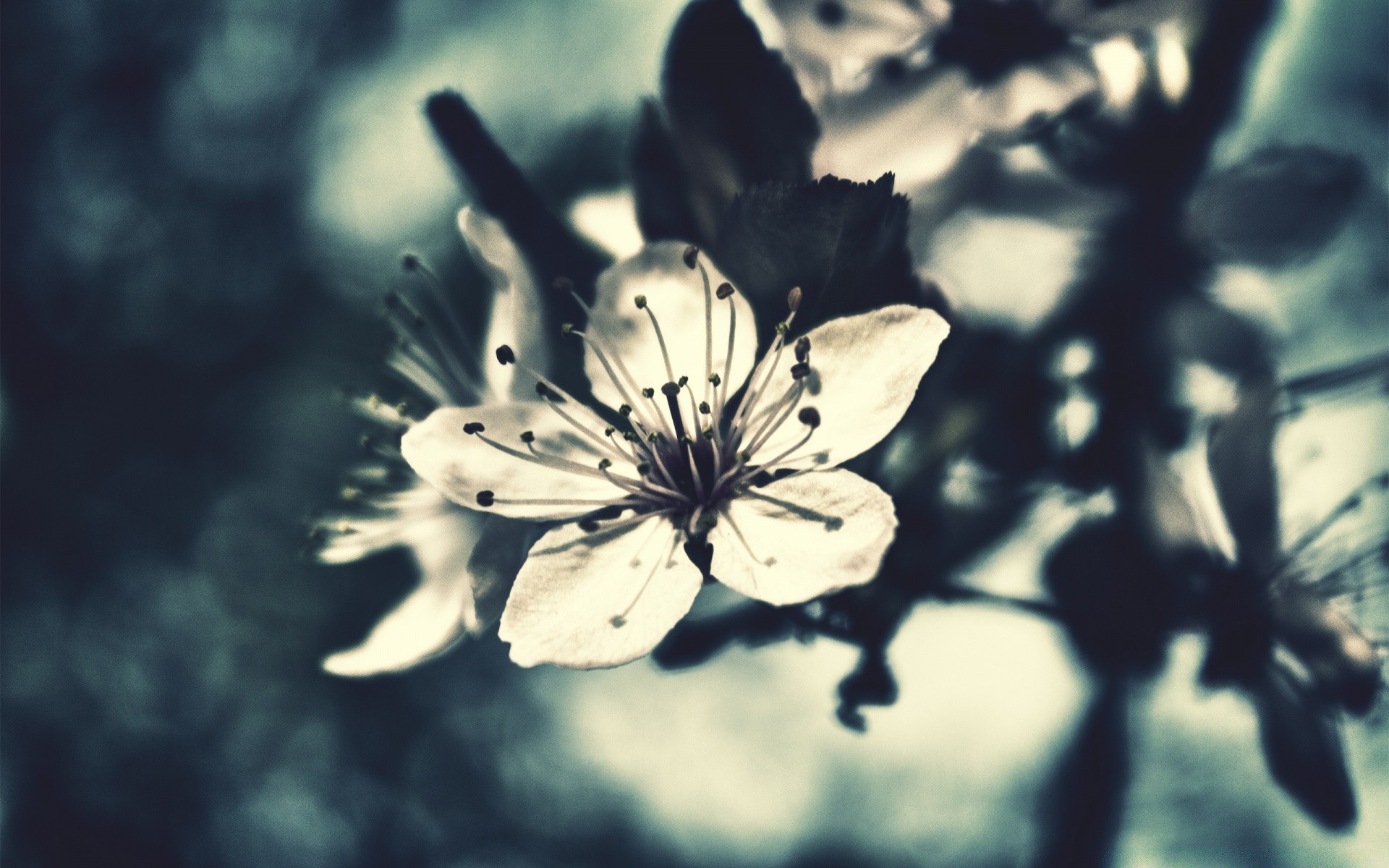 makroaufnahme blume im freien natur unschärfe