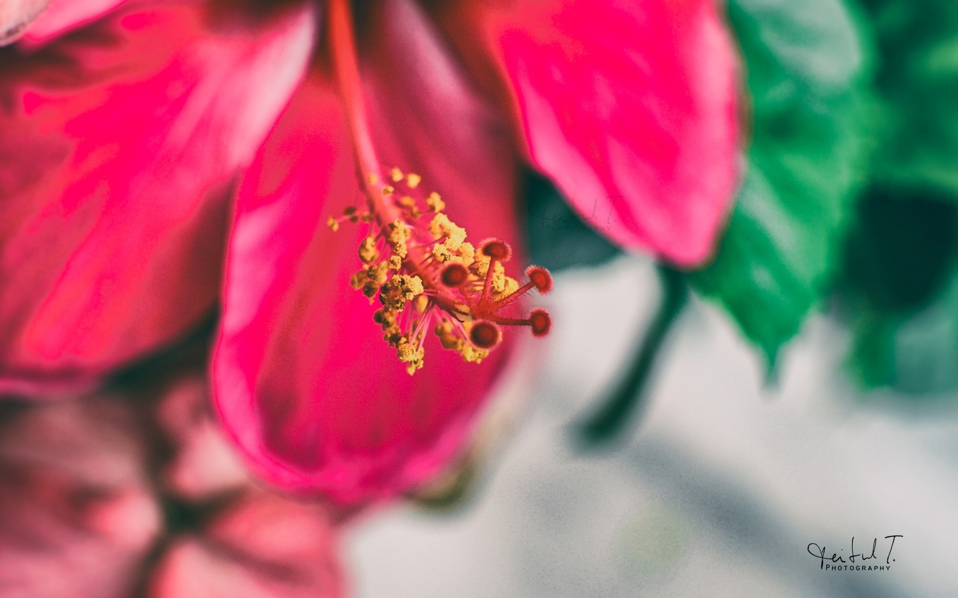 macro naturaleza verano hoja brillante flor romance al aire libre flora crecimiento amor desenfoque delicado tropical elegante