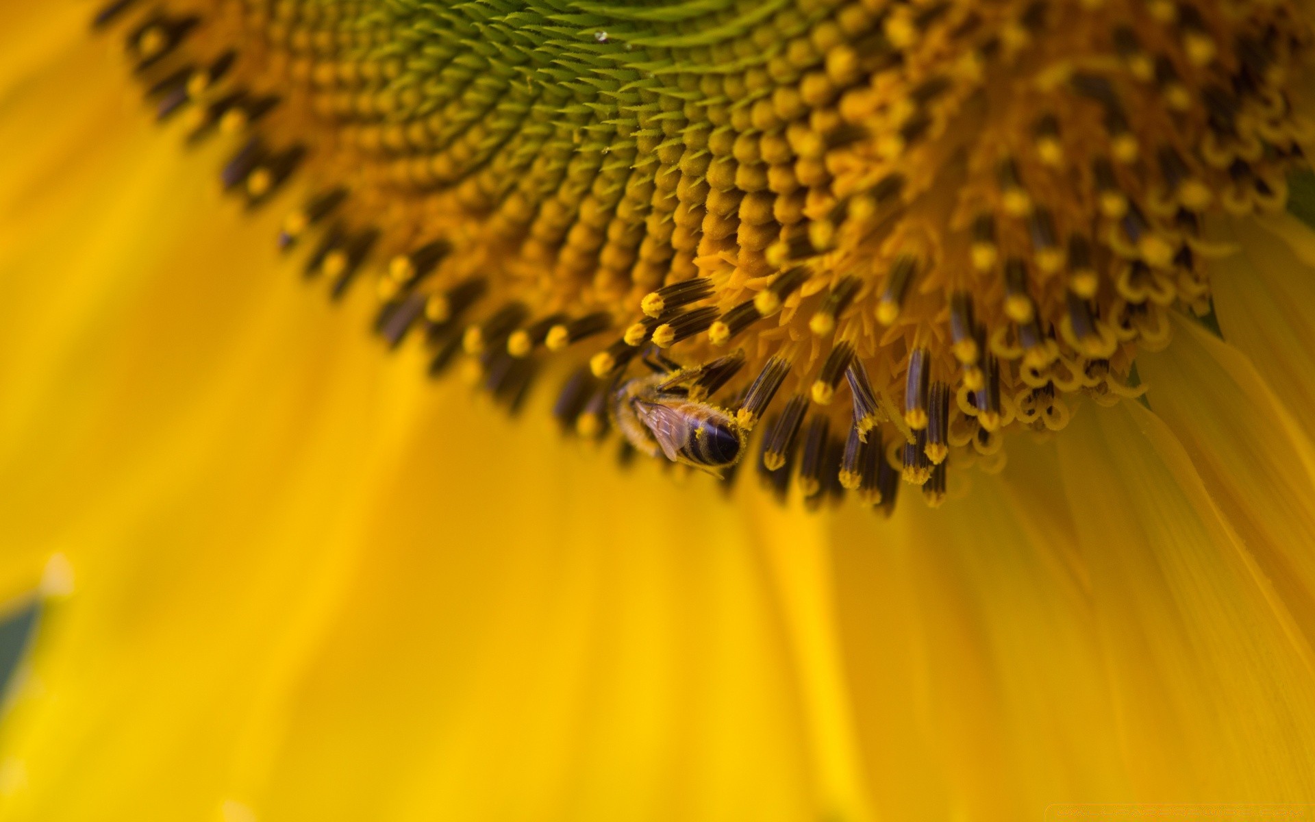 macro nature pollen bee flower flora summer insect blur bright sunflower growth color outdoors garden desktop close-up