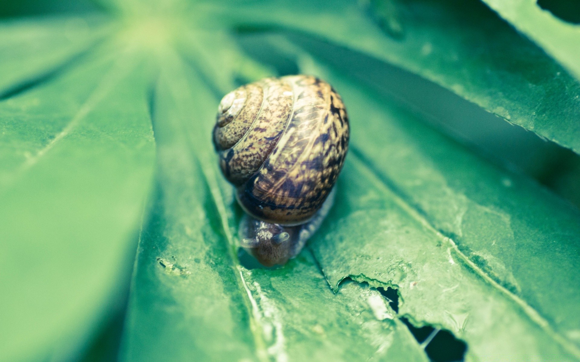 makro natura skorupa mokry mięczaki ślimak jedzenie ślimak pulpit ogród bezkręgowce powoli zbliżenie biologia mało