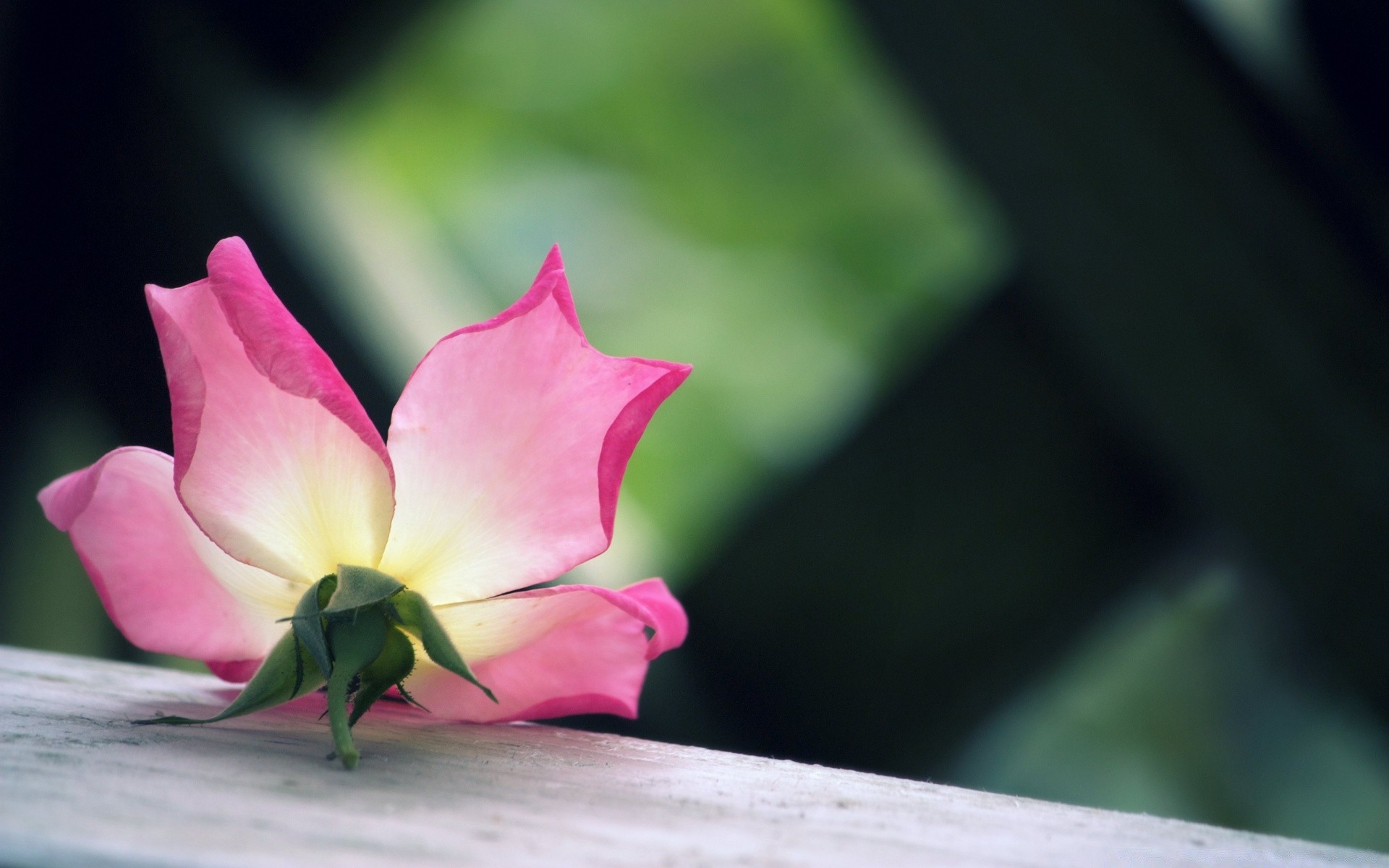 makroaufnahme blume natur blatt garten flora sommer