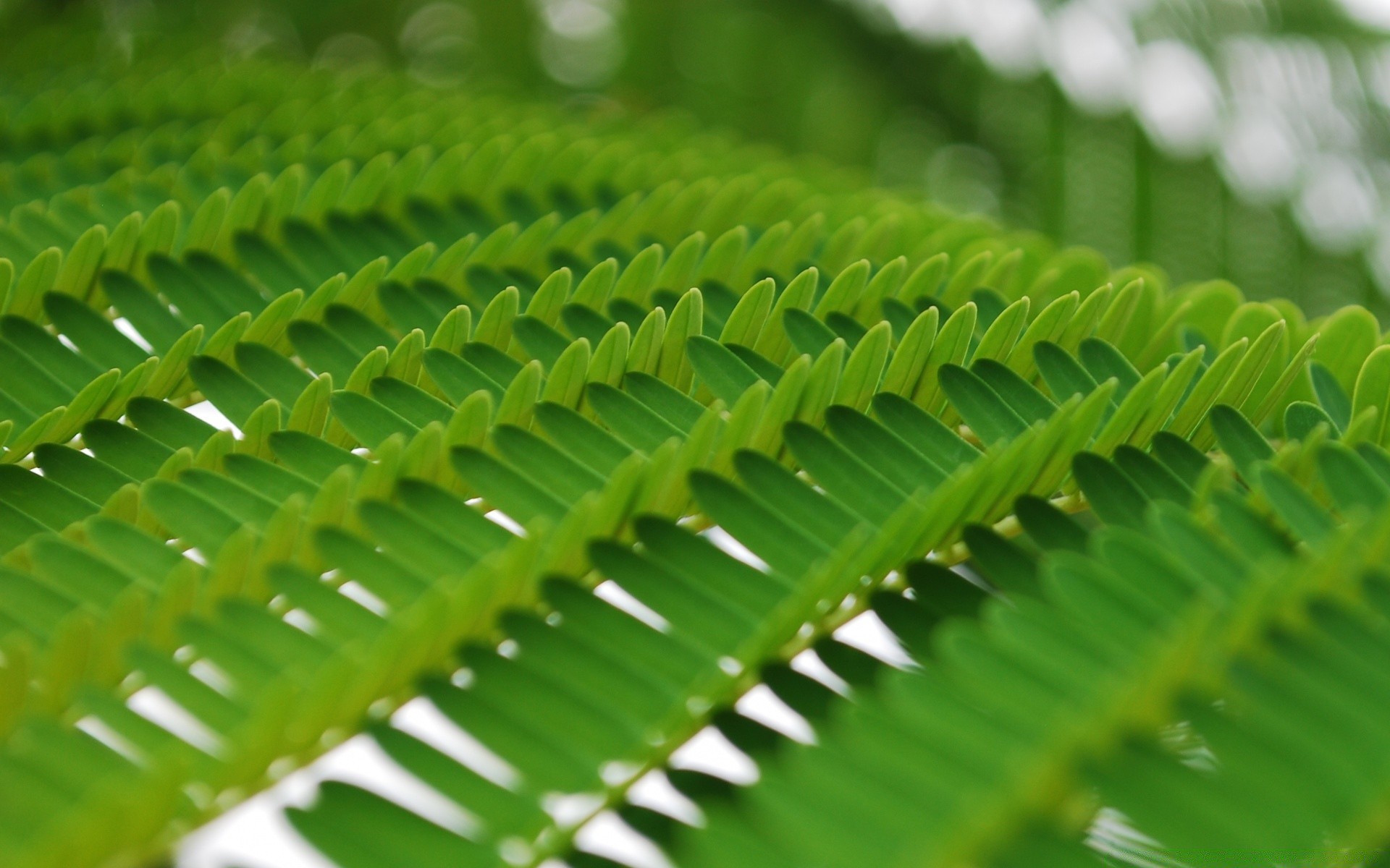 makro fotoğrafçılığı yaprak flora büyüme doğa yaz bahçe yemyeşil yağmur tazelik yakın çekim ortamlar masaüstü fern