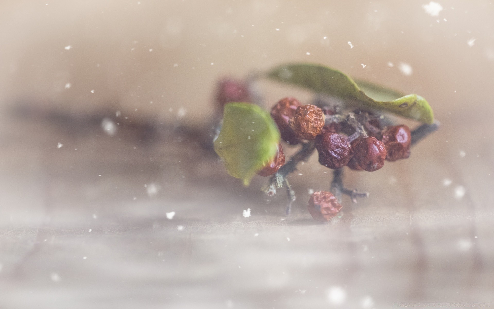 macro comida agua desenfoque movimiento crecer mojado naturaleza muerta fruta