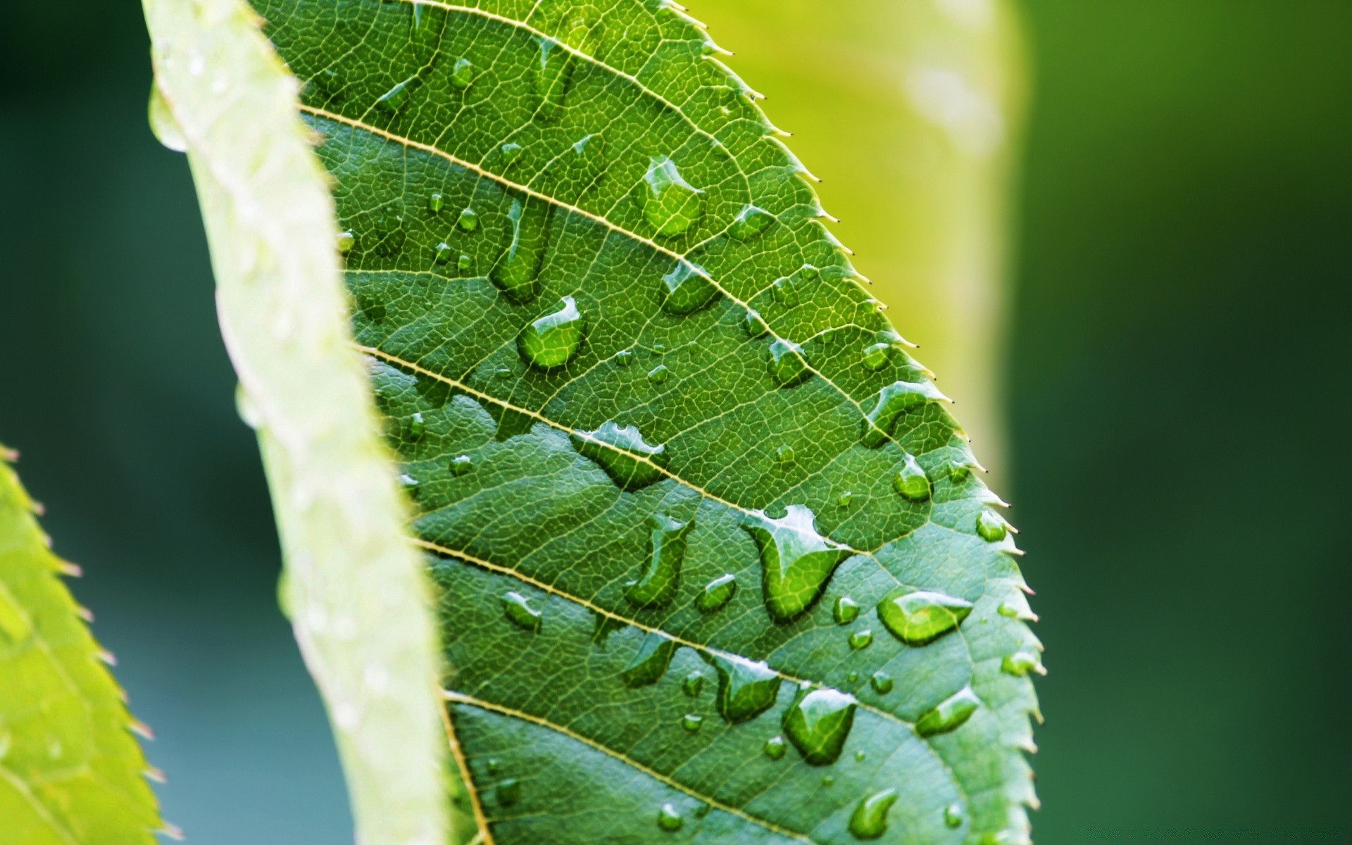 macro leaf flora nature rain growth drop environment dew ecology garden vein wet biology close-up droplet summer close