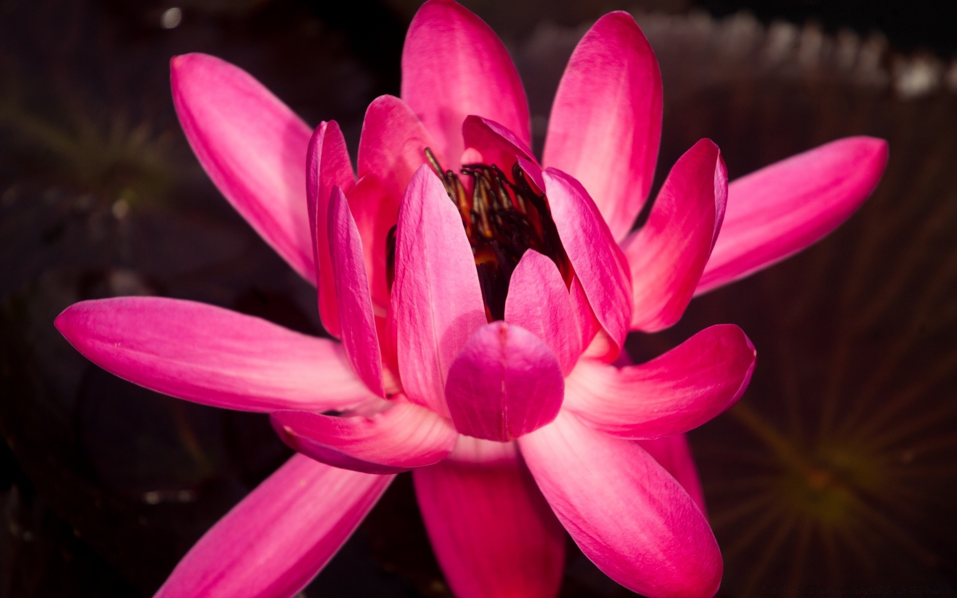 macro fleur flore pétale nature bluming floral jardin belle lily couleur feuille exotique gros plan tropical été botanique romantique