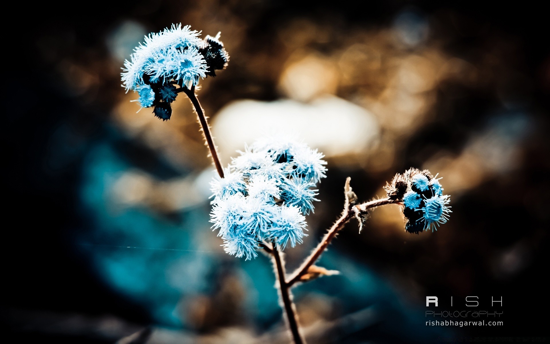 makro fotoğrafçılığı doğa açık havada flora çiçek yaz kış