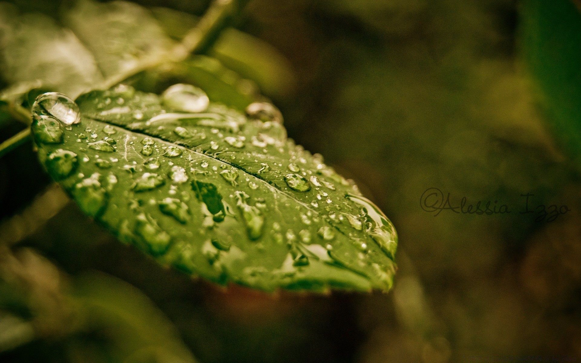 macro lluvia hoja caída naturaleza mojado rocío agua flora desenfoque crecimiento jardín