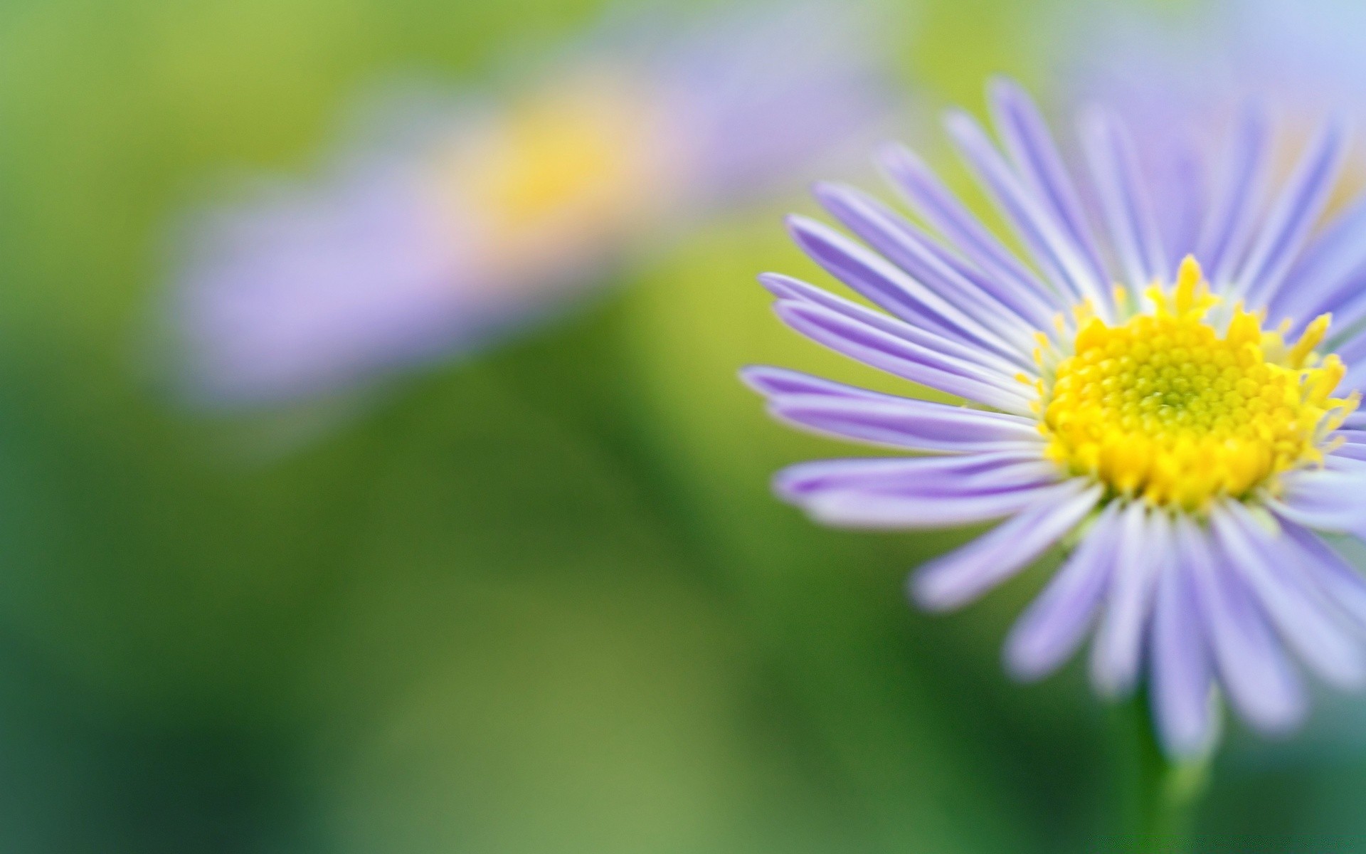 makro natura flora lato kwiat liść ogród jasny rozmycie wzrost kolor trawa na zewnątrz dobra pogoda zbliżenie