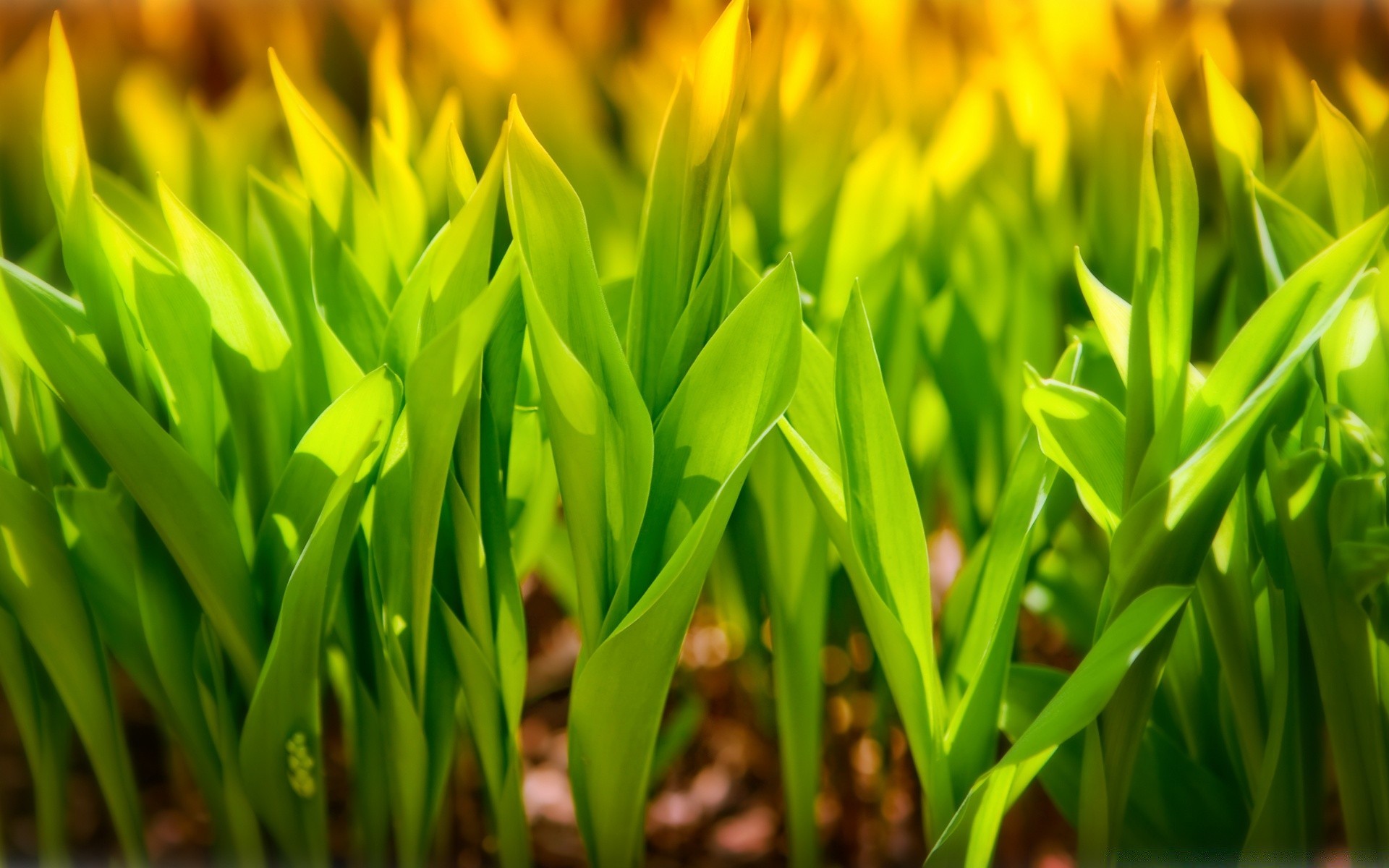 makroaufnahme gras wachstum blatt flora natur sommer garten feld heuhaufen rasen hell gutes wetter ostern jahreszeit sonne des ländlichen im freien