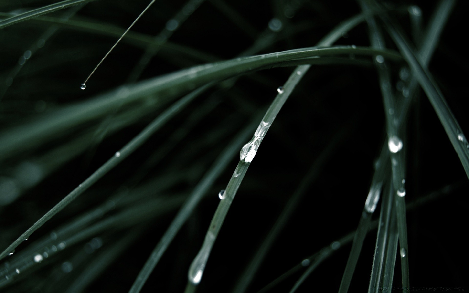 微距摄影 雨 黎明 露 叶 秋天 自然 植物 生长 户外 花园