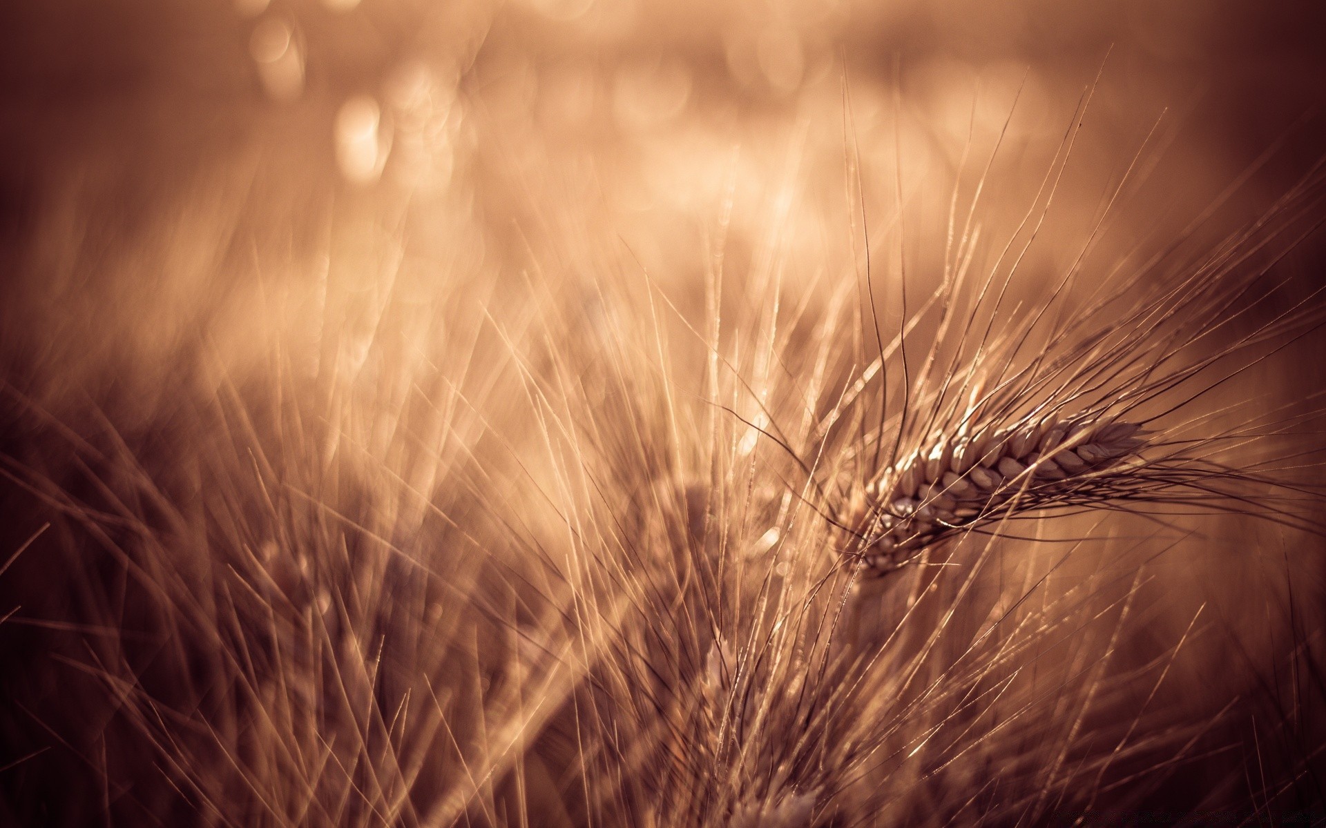 macro wheat cereal field rural corn pasture seed gold crop straw bread sun farm rye nature grass dawn monochrome agriculture