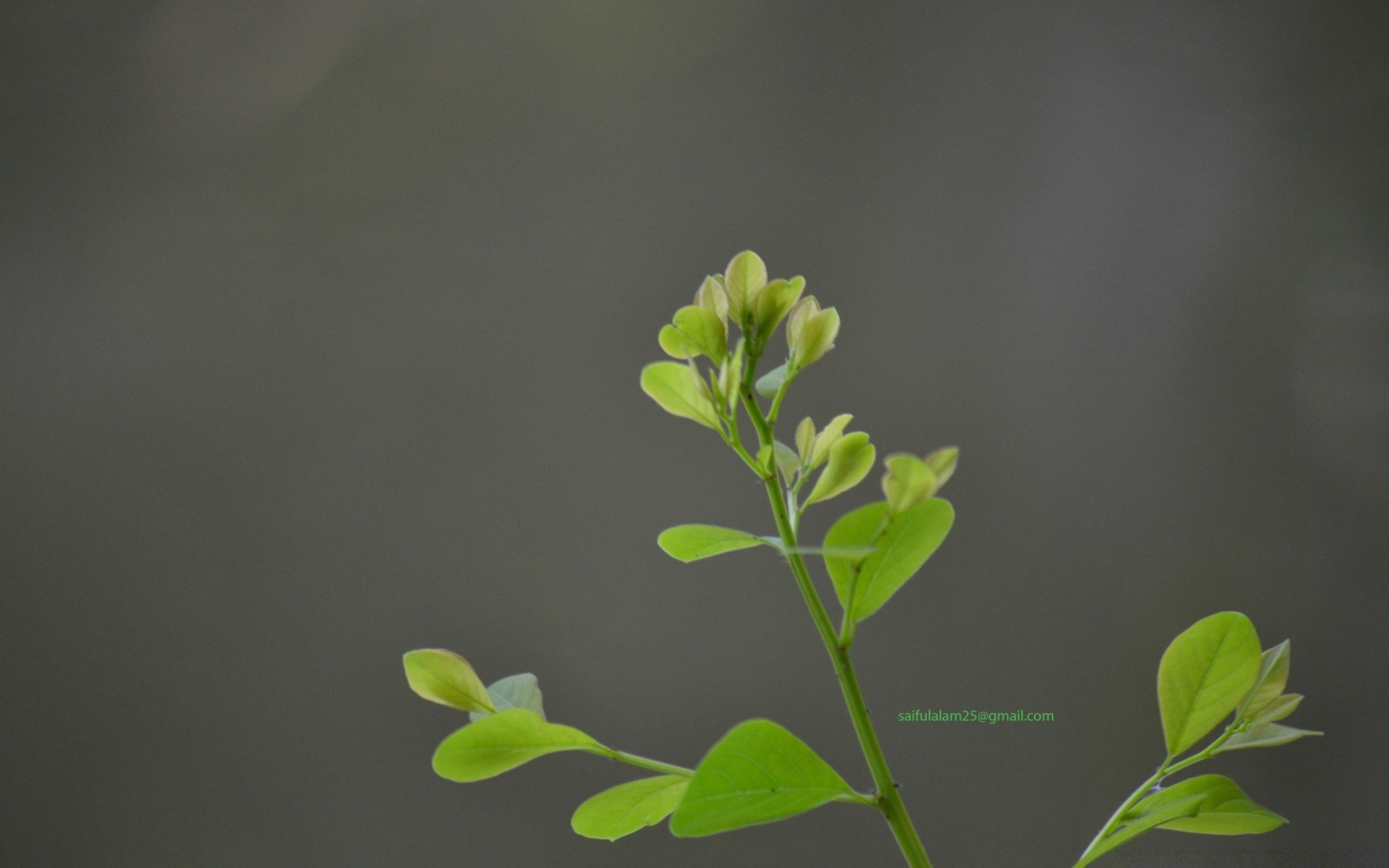 macro foglia crescita flora natura ecologia germogliare fiore sfocatura albero giardino ambienti estate ramo