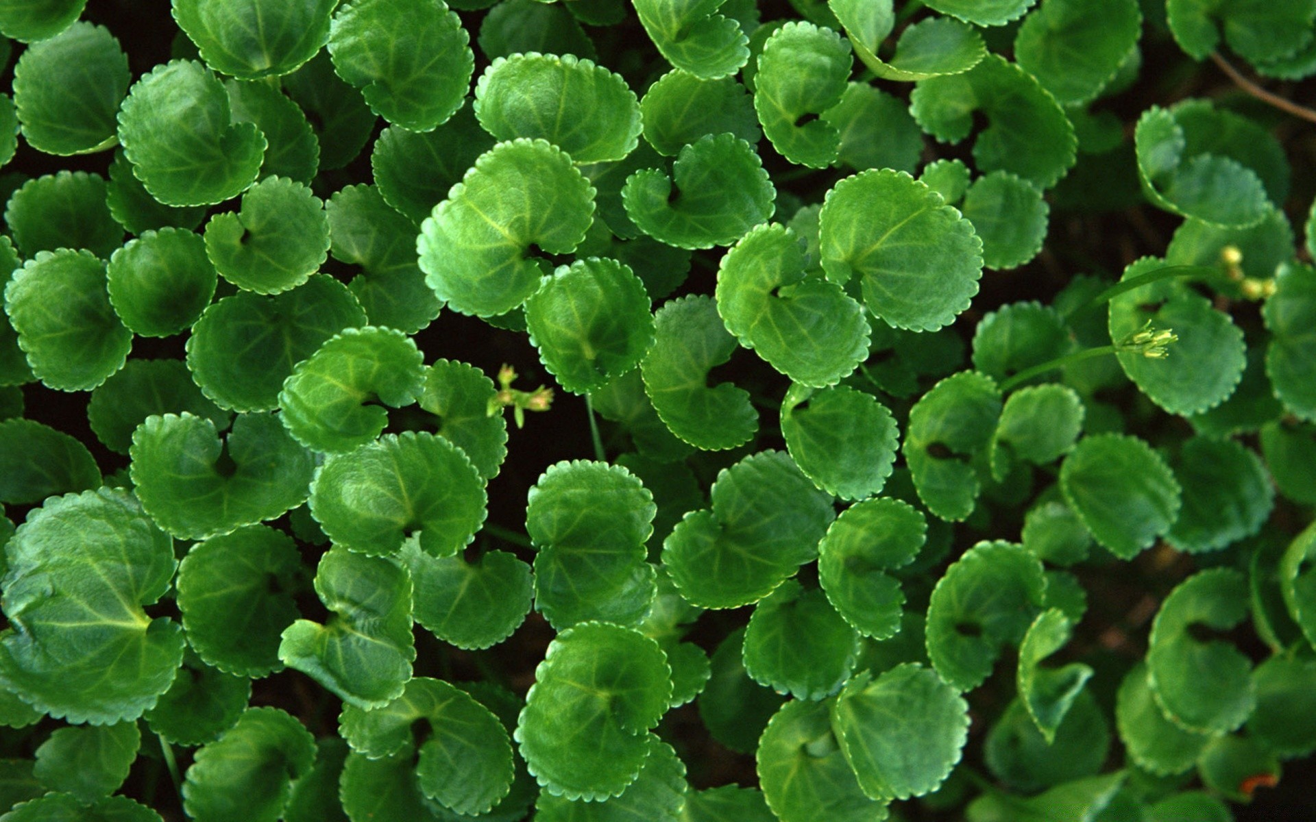 makro fotoğrafçılığı yaprak flora masaüstü doğa bahçe yakın çekim tazelik ortamlar tıp doku büyüme gıda yanında desen