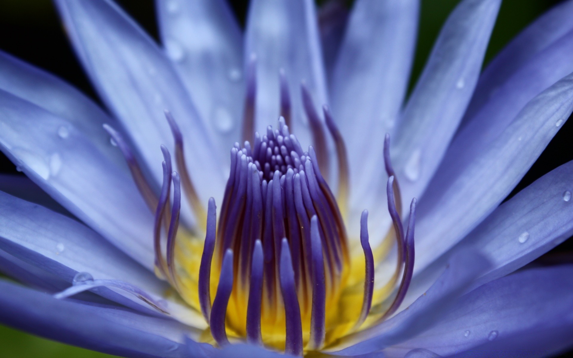 macro fiore natura flora estate petalo foglia giardino fiore delicato bello floreale primo piano luminoso giglio colore polline botanico