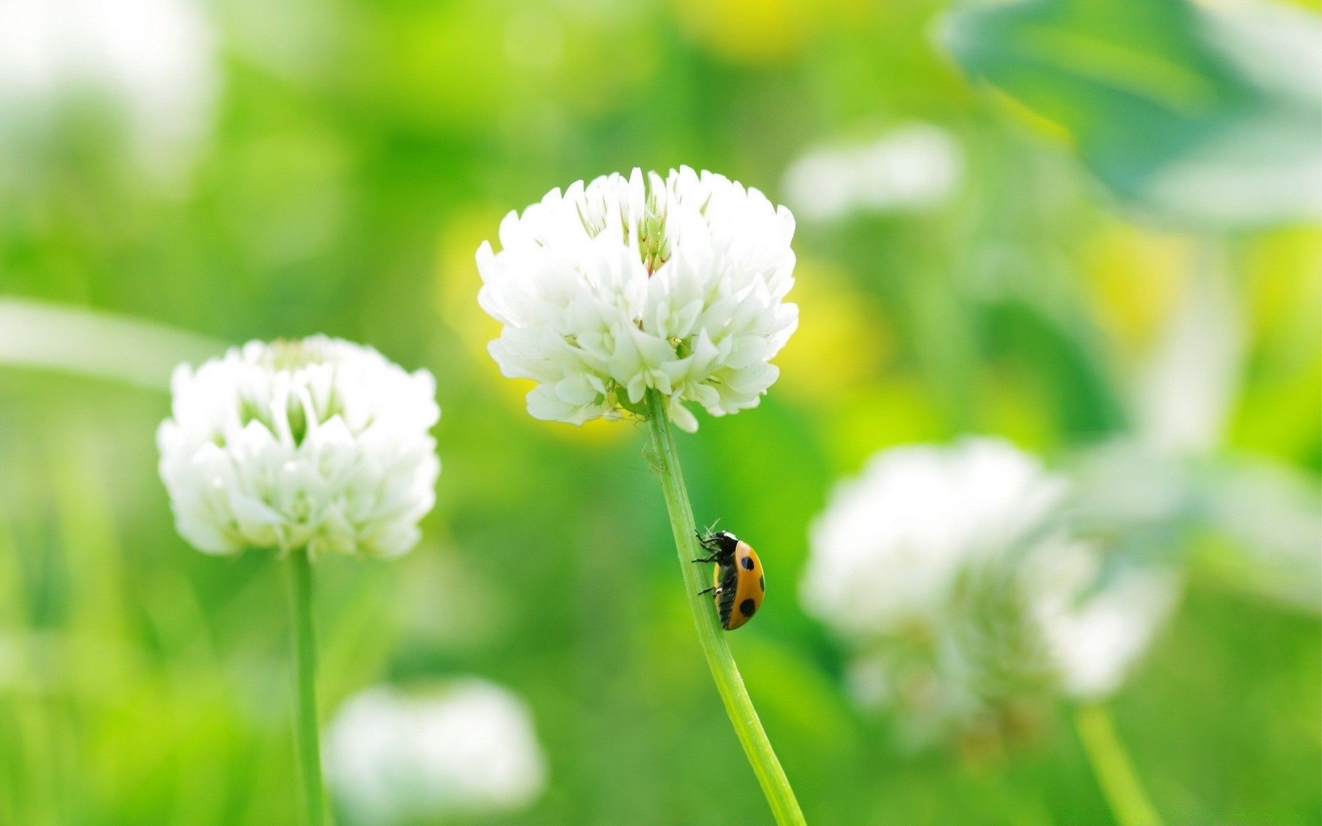 macro nature summer flora grass leaf field environment flower growth hayfield garden fair weather outdoors little close-up insect rural bright