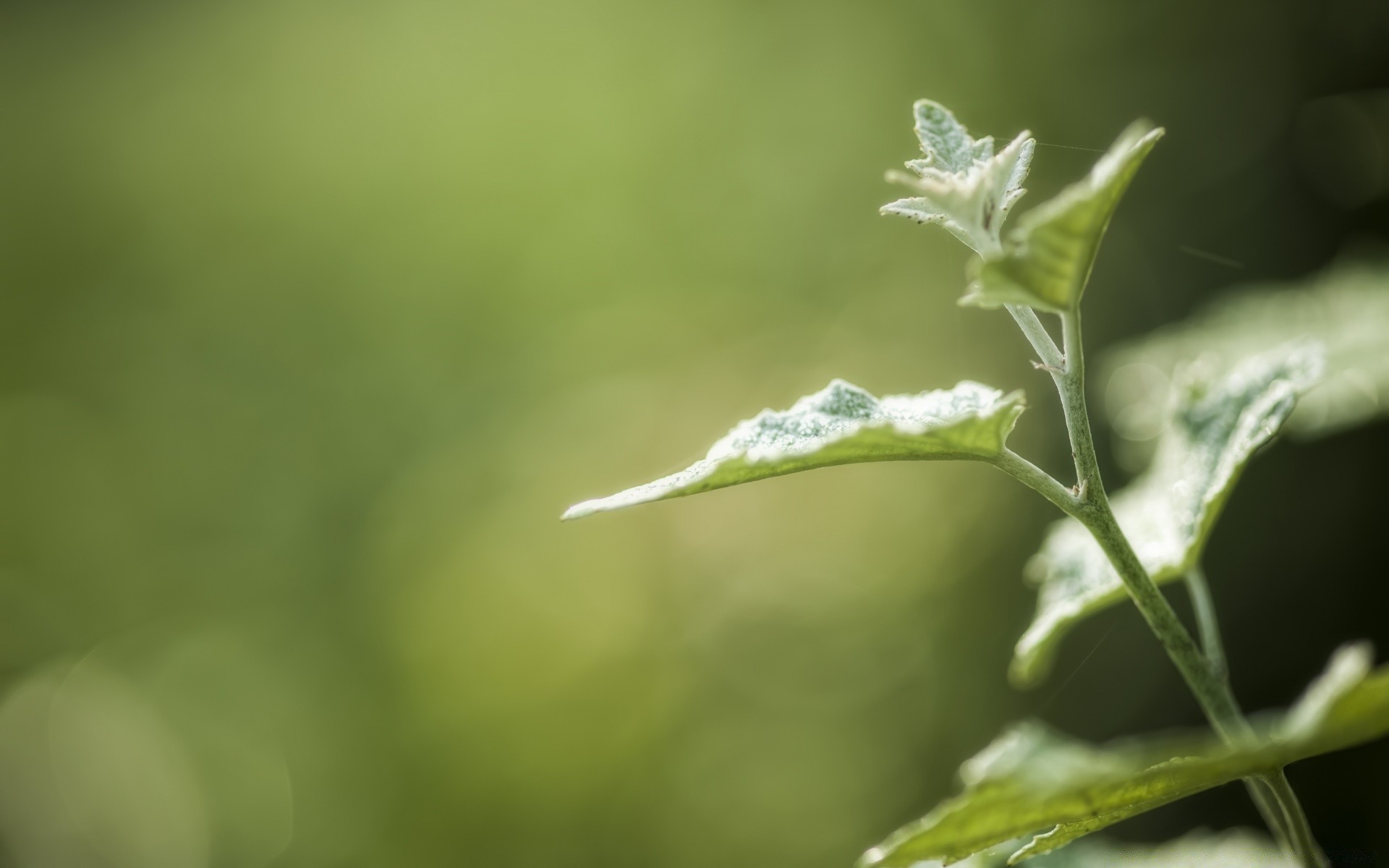 macro leaf flora nature growth blur garden flower summer outdoors drop grass dof color rain close-up environment