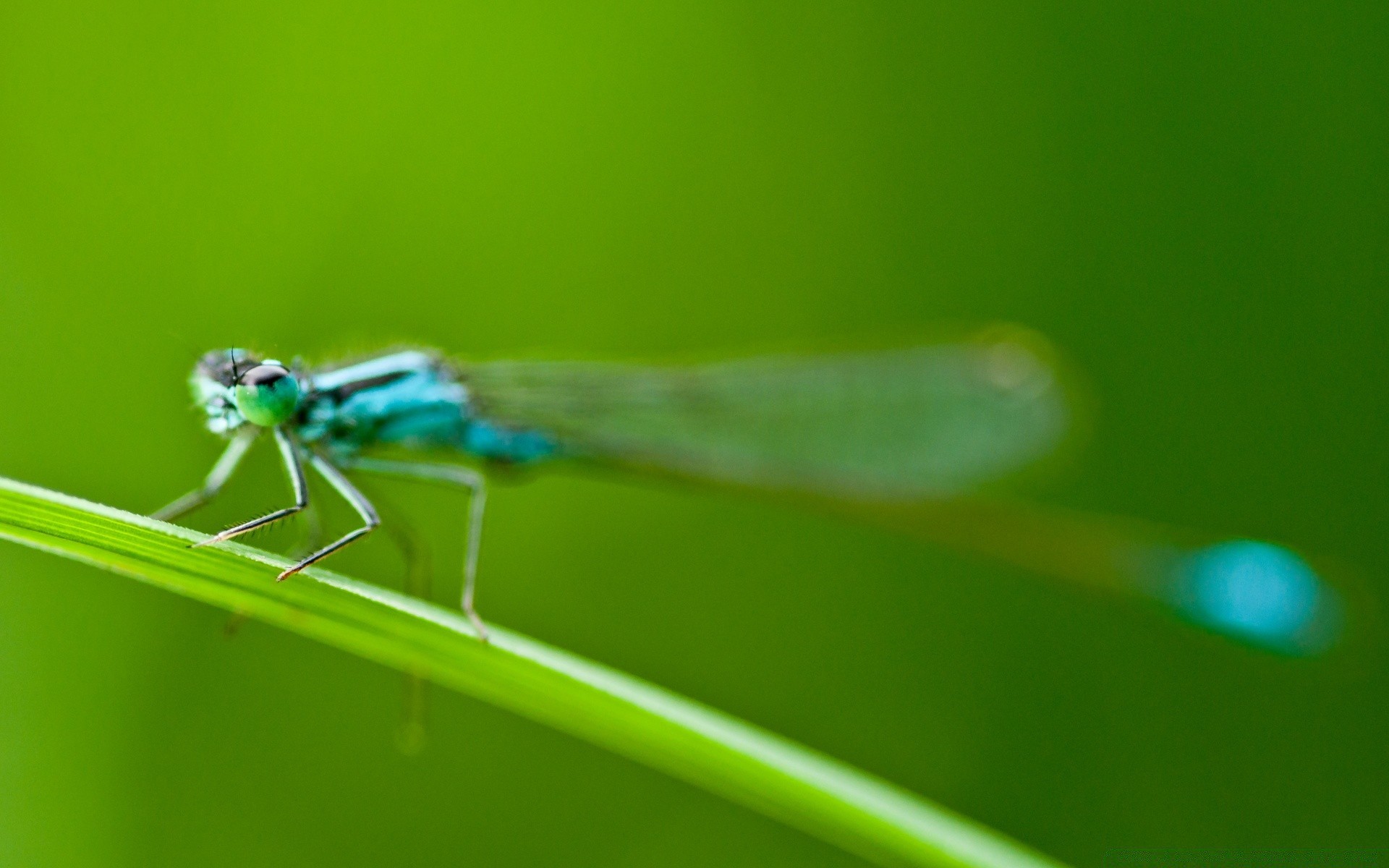 macro inseto natureza folha vida selvagem libélula orvalho animal voar chuva pouco damselfly