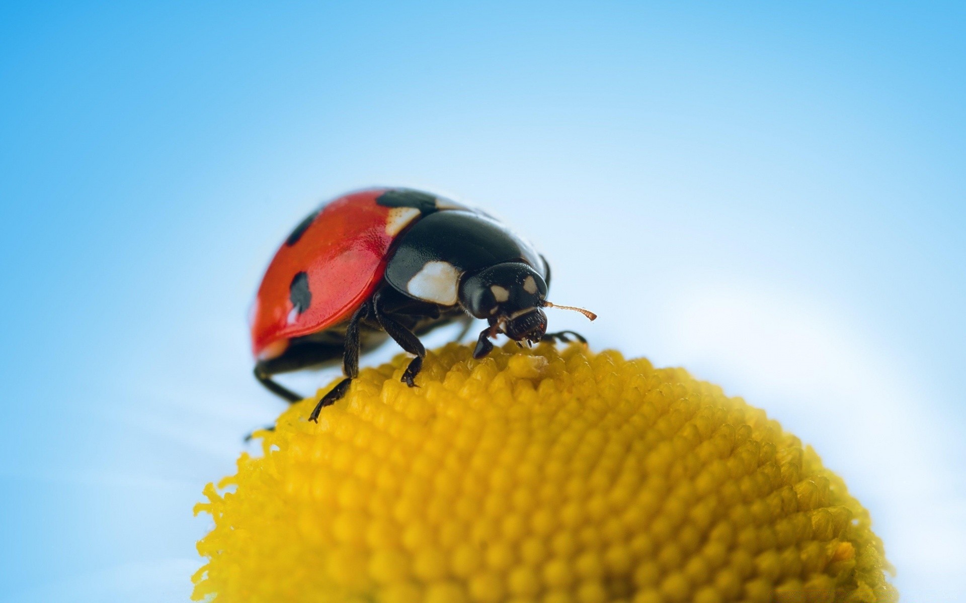 makro owad biedronka chrząszcz natura biologia pulpit lato kolor zbliżenie latać na zewnątrz flora