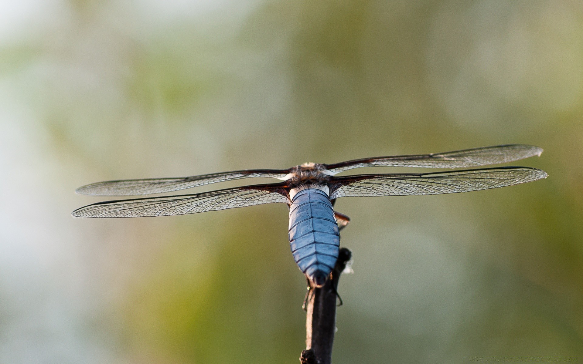 makroaufnahme insekt libelle natur tierwelt im freien wirbellose tageslicht tier