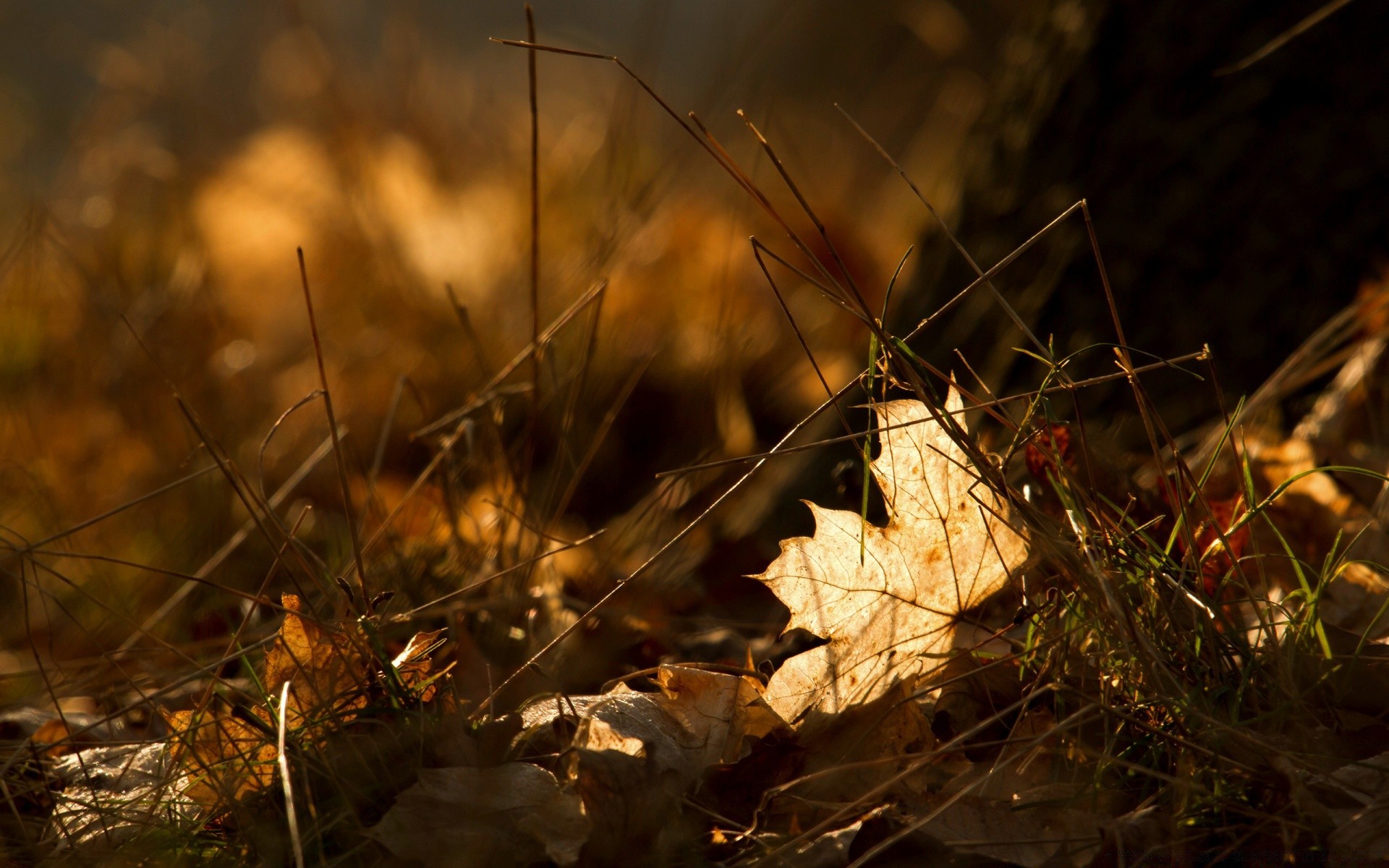 macro fall leaf nature wood tree light outdoors season grass flora sun environment color garden dawn