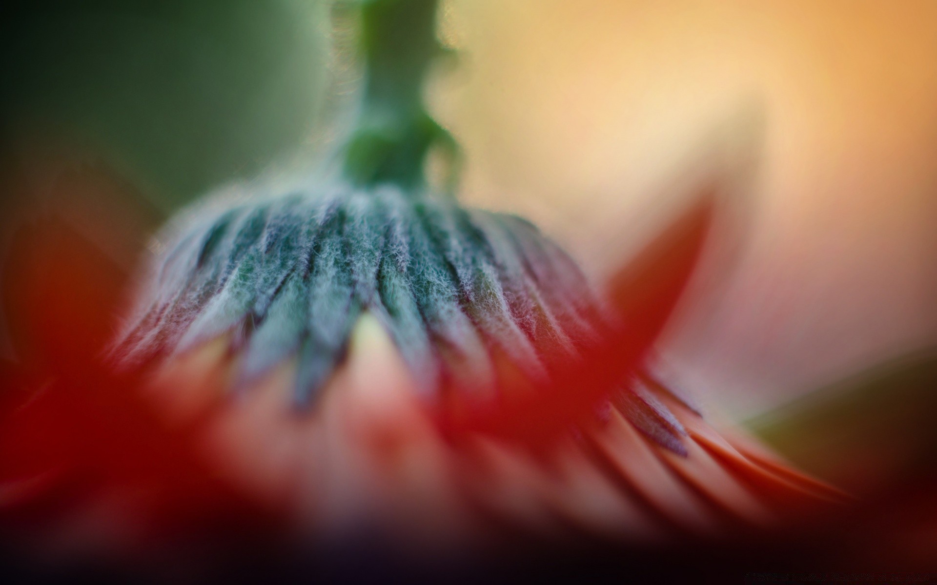 makro unschärfe farbe blume natur essen obst stillleben apfel abstrakt tulpe garten