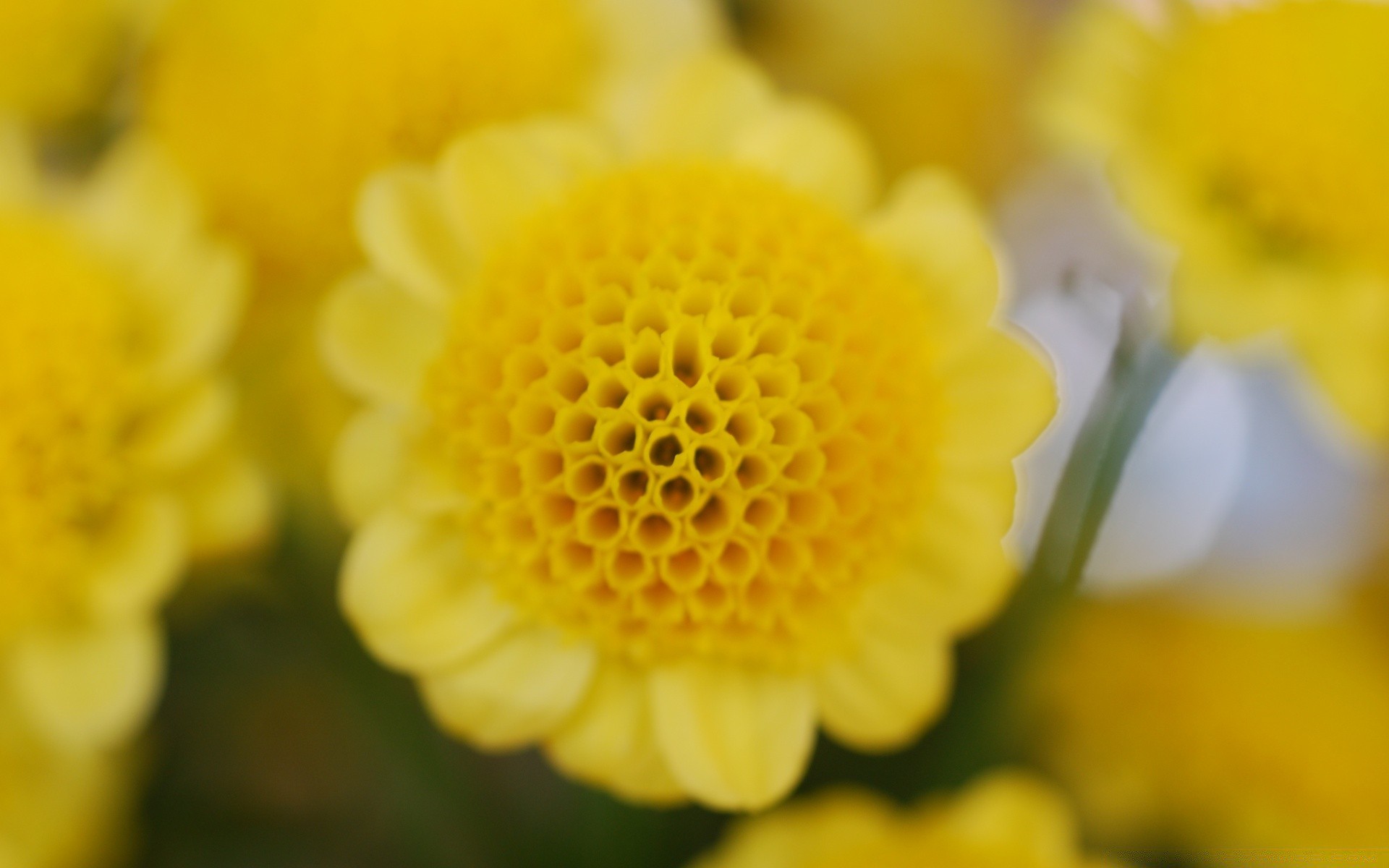 macro fotografia natura fiore flora estate di colore brillante floreale foglia giardino petalo fioritura crescita close-up stagione bella campo fieno bouquet