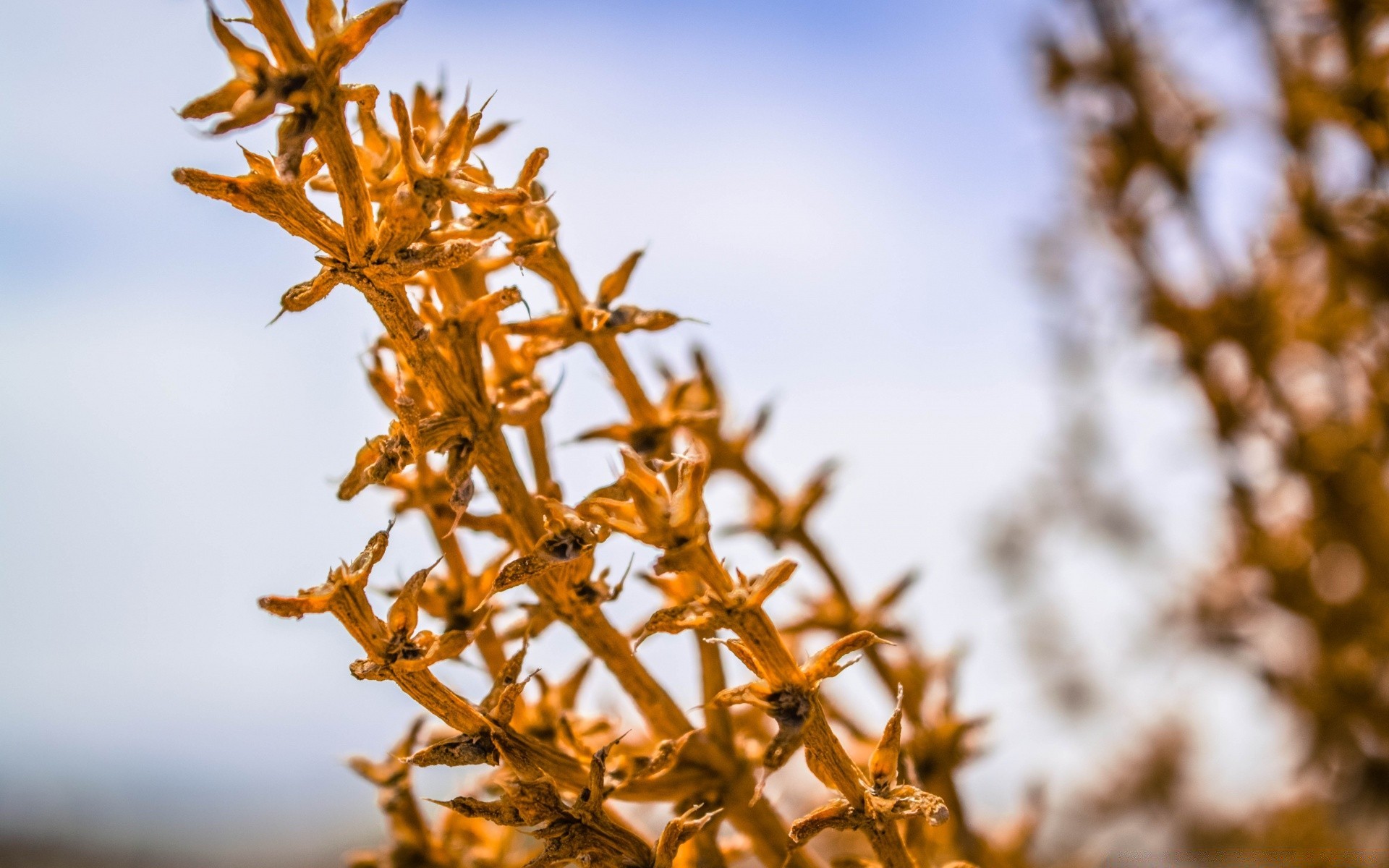 makro fotoğrafçılığı doğa açık havada çiçek bulanıklık flora yaprak ağaç