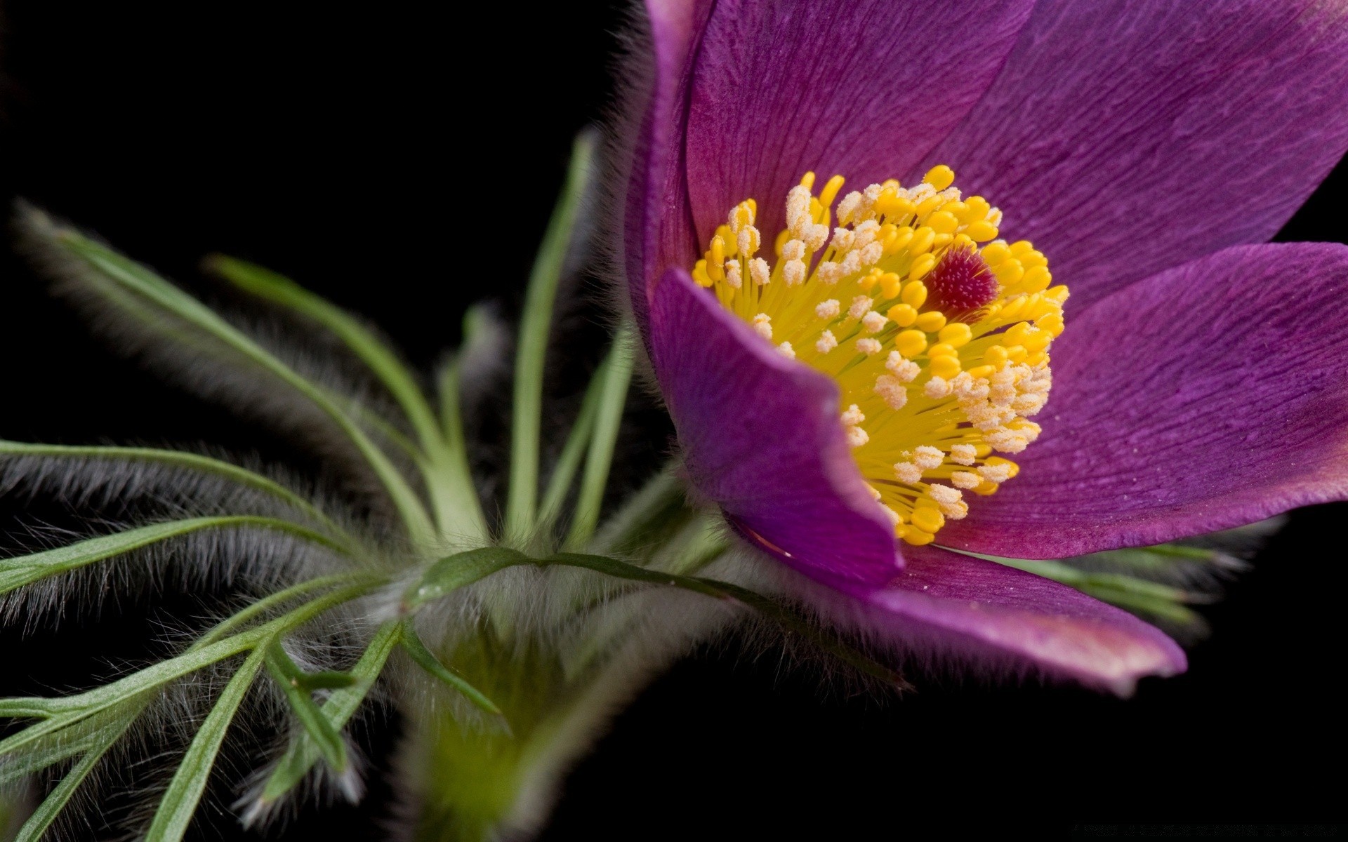 makro kwiat natura kolor flora