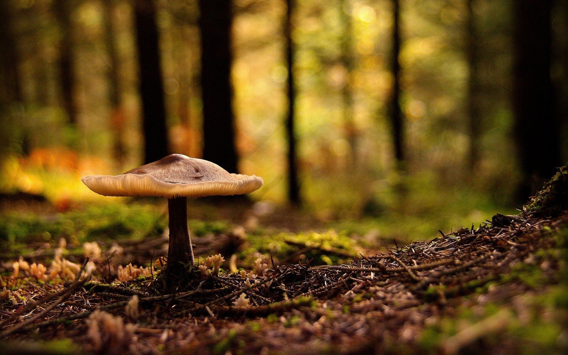 macro bois automne champignon champignon nature mousse arbre feuille herbe à l extérieur parc saison flore croissance paysage