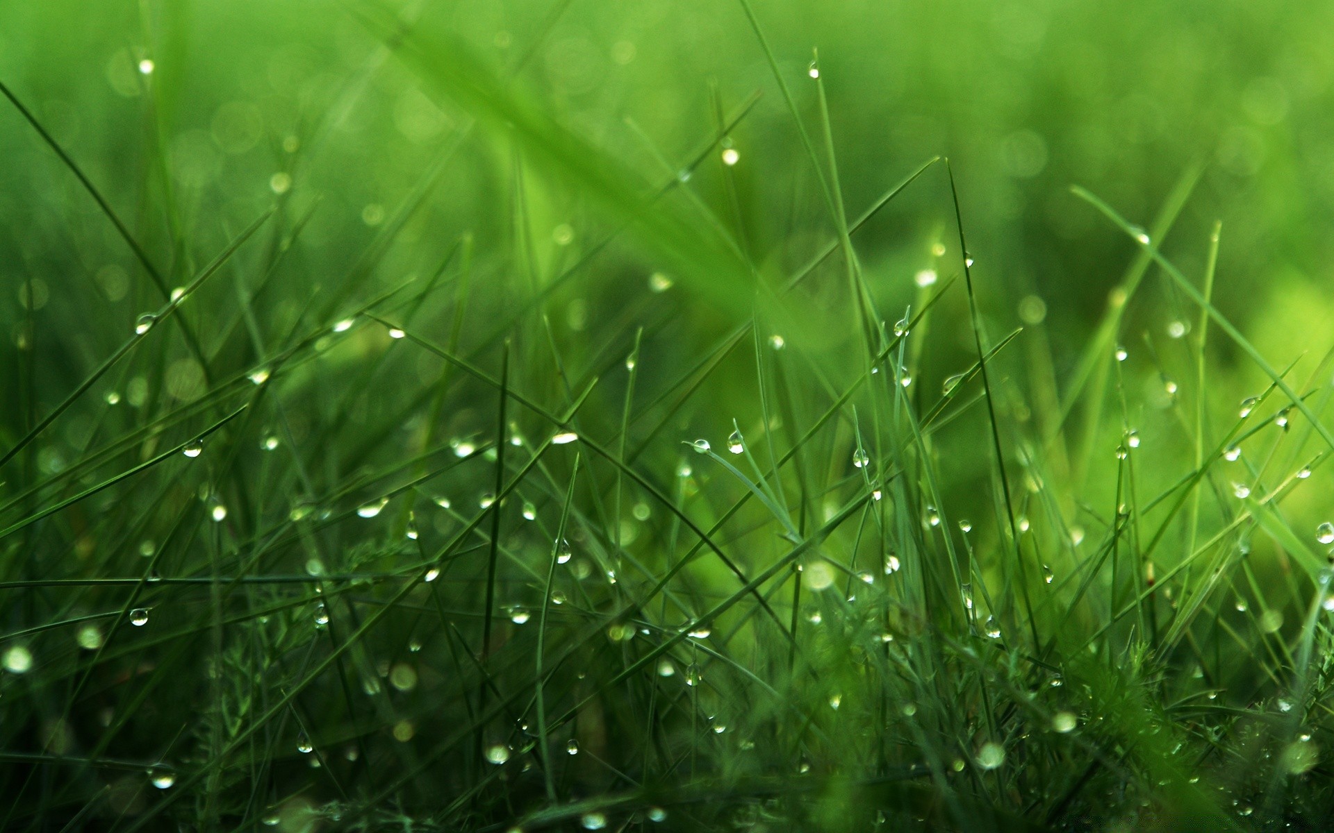 makro gras tau rasen regen blatt flora tropfen üppig garten wachstum natur dämmerung klinge heuhaufen sommer tropfen medium tropfen feld frische