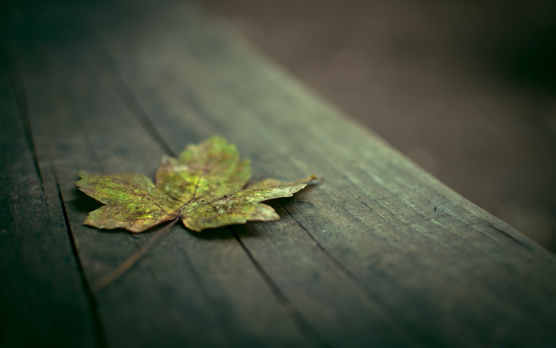 macro feuille nature automne insecte flou à l extérieur bois faune invertébrés été