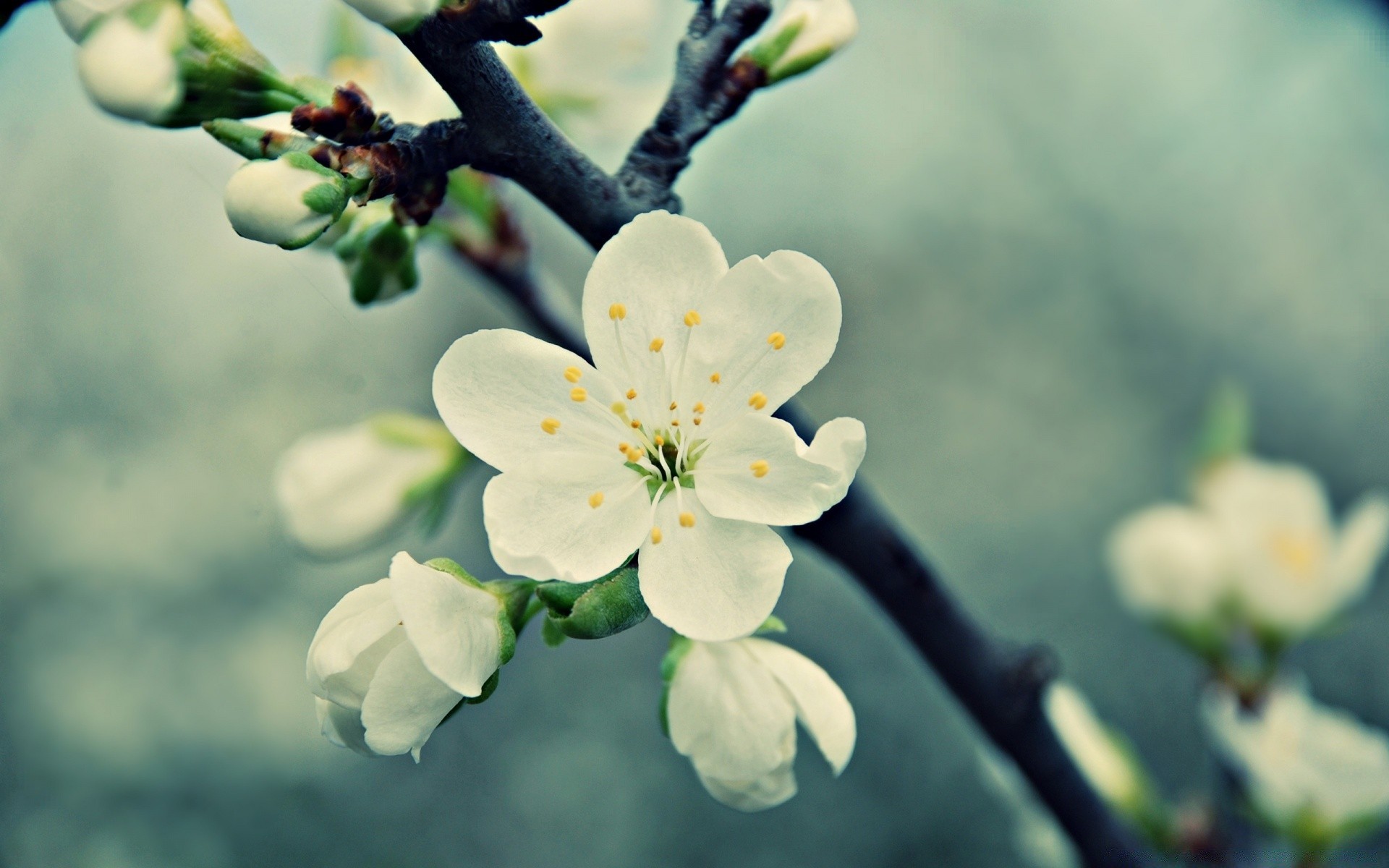 макросъемка цветок природа вишня филиал флора дерево рост яблоко лист блюминг сад дружище на открытом воздухе цветочные лепесток сезон сливы лето нежный