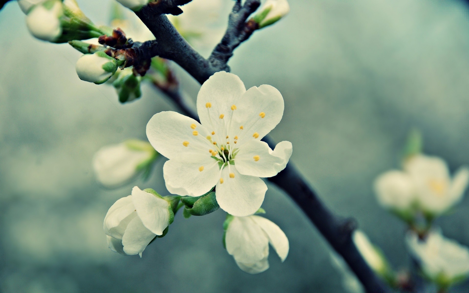 makro kwiat natura wiśnia oddział flora drzewo wzrost liść jabłka bluming ogród kolego na zewnątrz kwiat płatek plum sezon lato delikatne