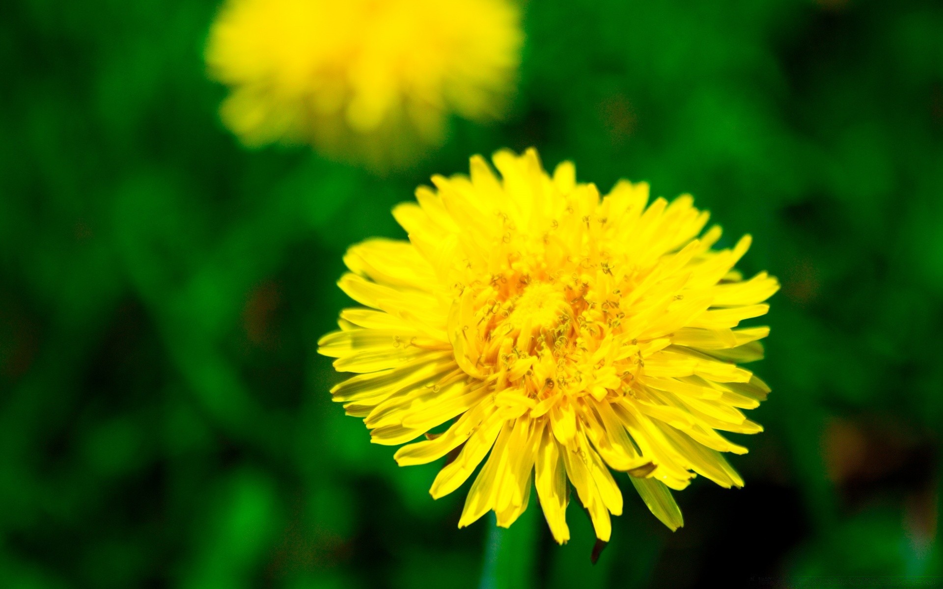 macro nature flower summer flora dandelion leaf bright garden grass hayfield color floral outdoors blooming field petal growth close-up