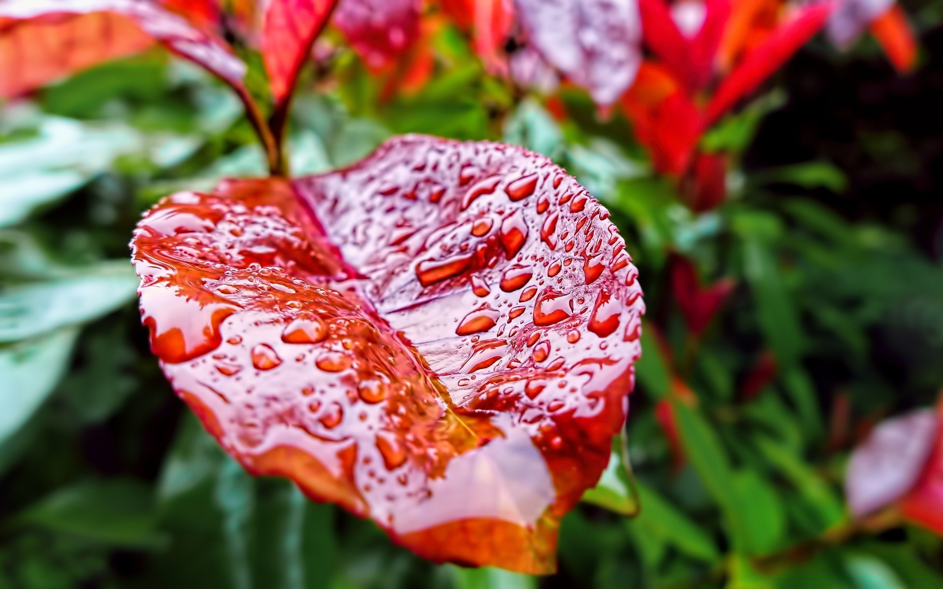 macro nature leaf flora flower garden summer color floral bright outdoors close-up tropical tree beautiful growth season park blooming