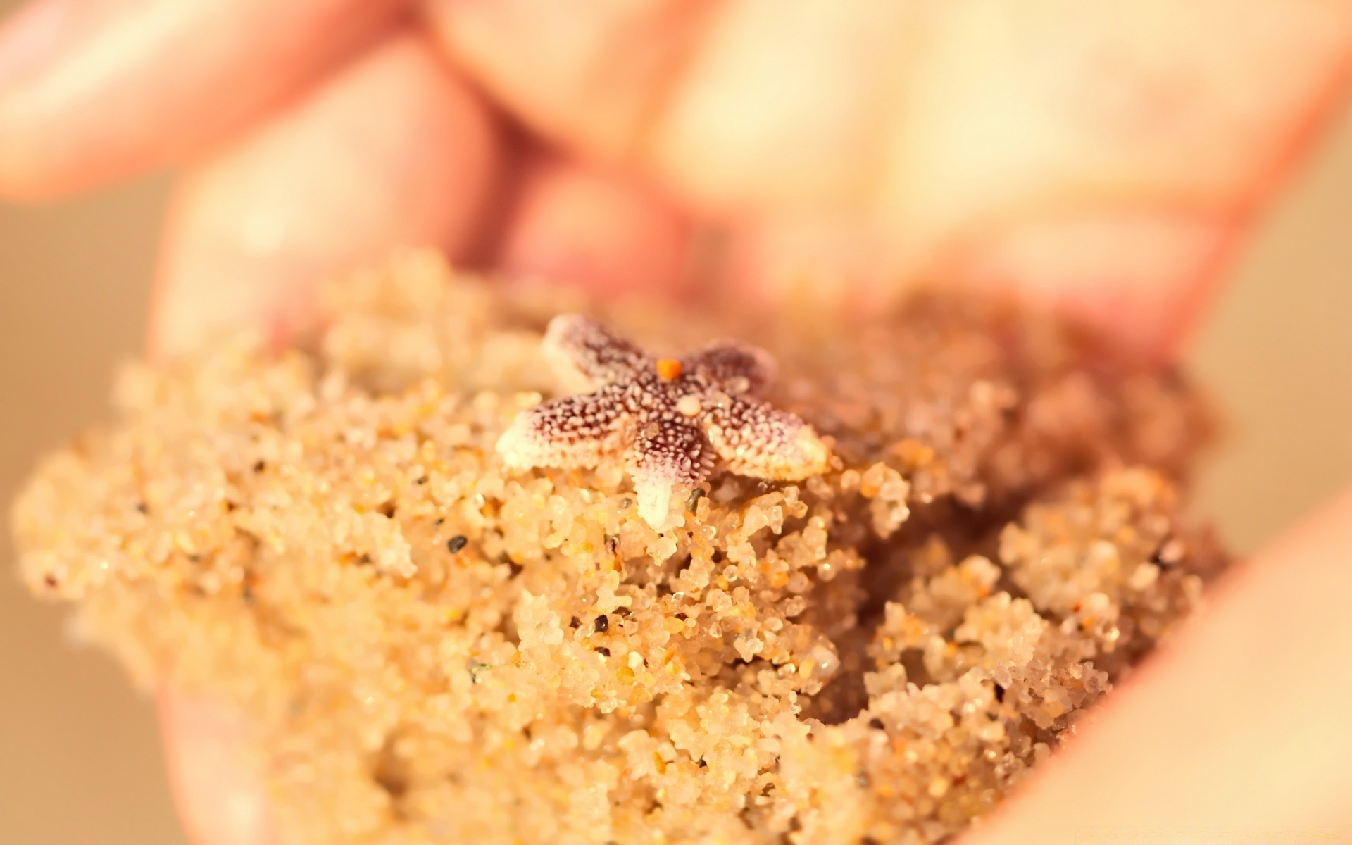 makro fotoğrafçılığı yemek tatlı kahvaltı şeker lezzetli sağlıklı pasta ev yapımı gıda yakın çekim ferahlatıcı geleneksel lezzetli gıda yemek pişirme çikolata sağlık şekerleme diyet