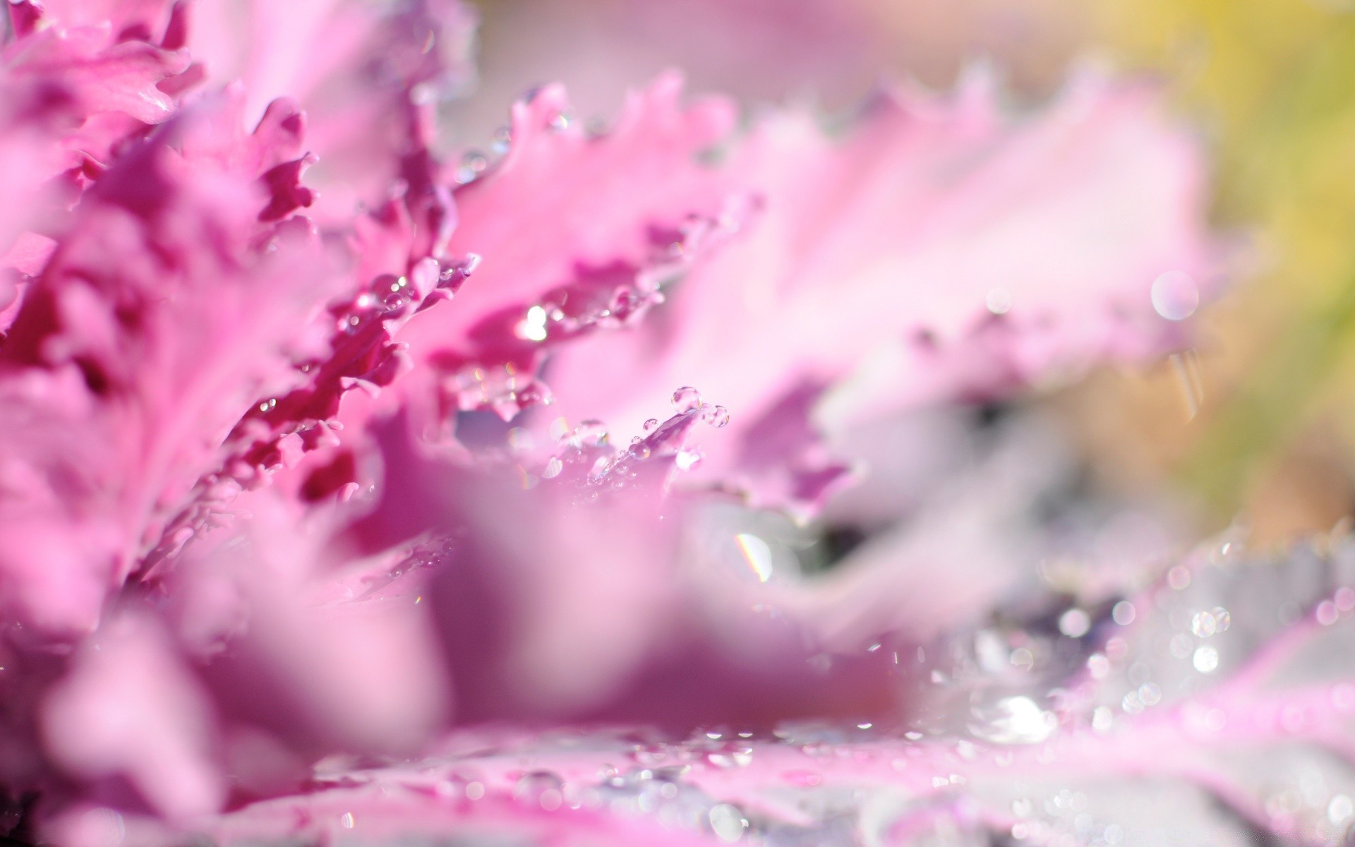 macro naturaleza flor hoja flora al aire libre brillante color verano rocío agua desenfoque dof jardín lluvia invierno