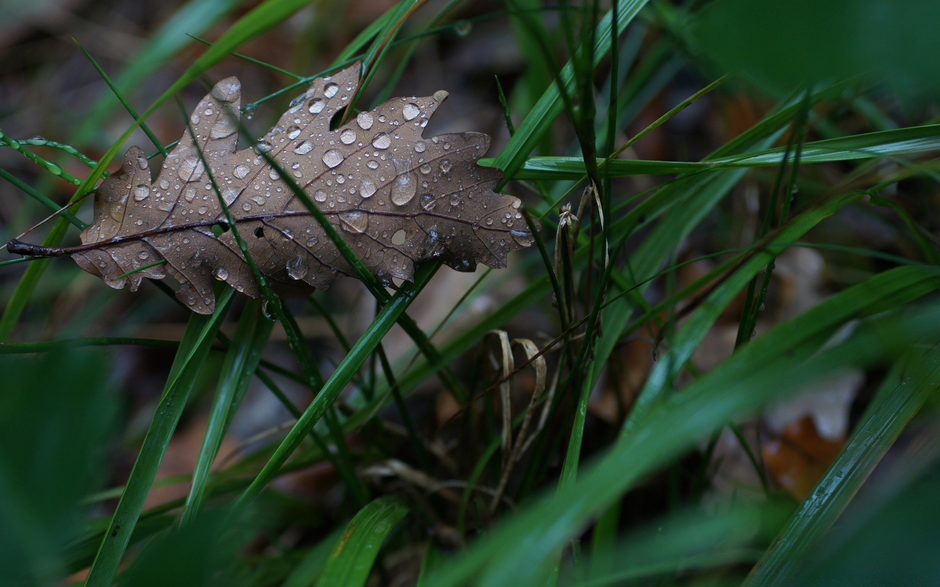 macro leaf nature grass flora season wood outdoors close-up garden environment rain tree color ground dew growth fall desktop little