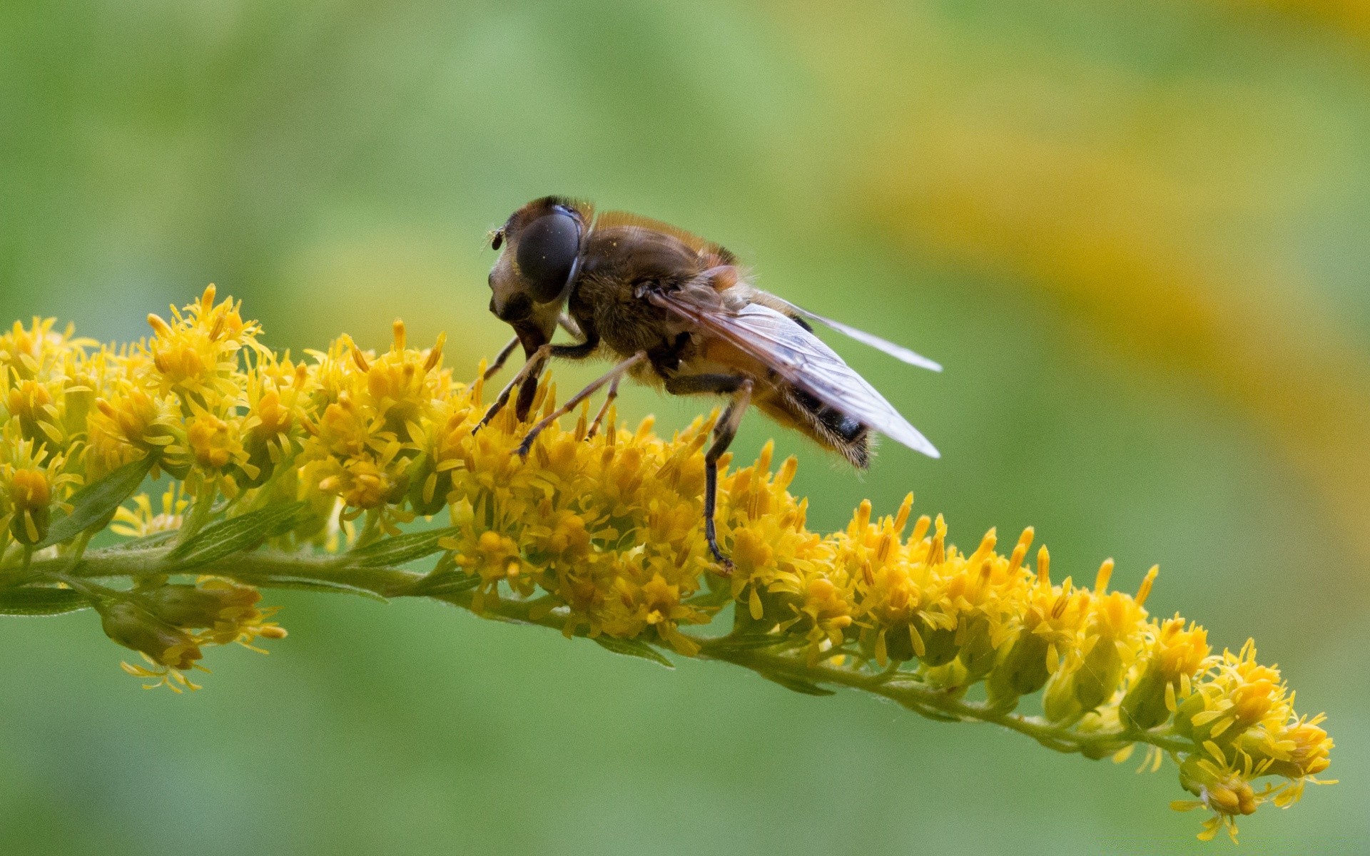 makro natura owad pszczoła liść flora na zewnątrz kwiat dziki lato mało