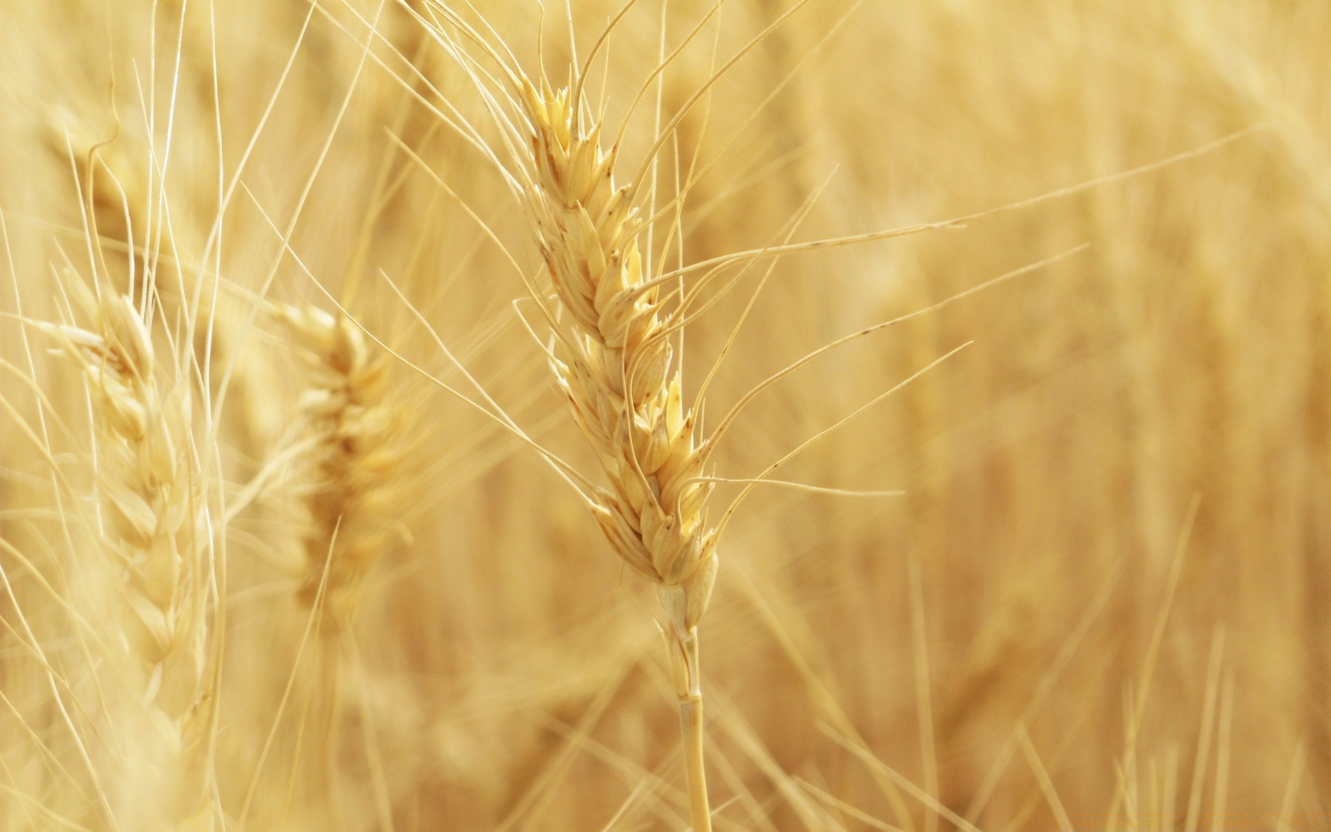 macro grano fiocchi paglia pane segale mais rurale oro pascolo raccolto campo seme orzo fattoria farina natura fieno sole