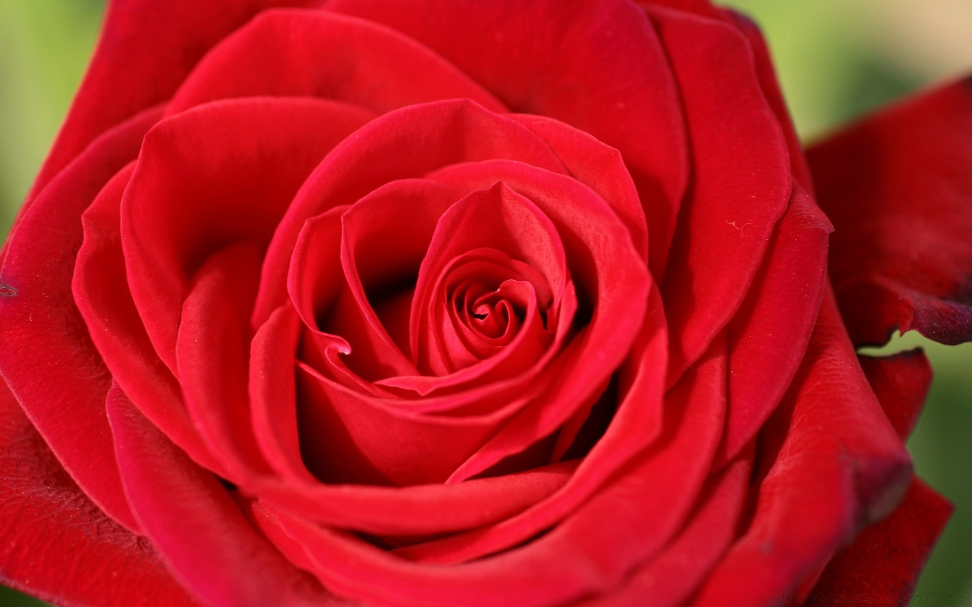 macro rosa amore romanticismo petalo amore fiore anniversario romantico fiore regalo matrimonio profumo floreale matrimonio delicato caro botanico carino profumato bouquet