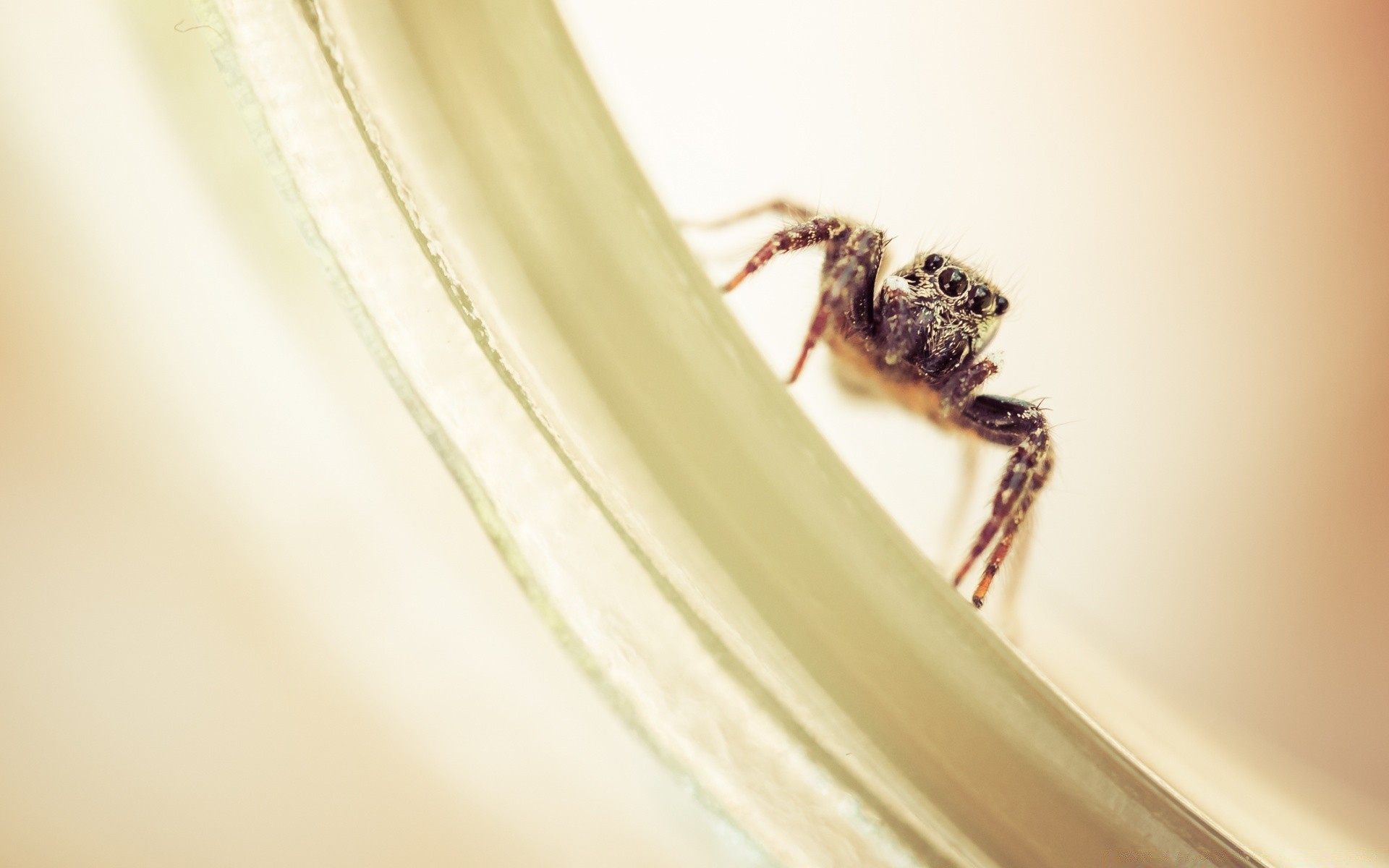 macro insect invertebrate