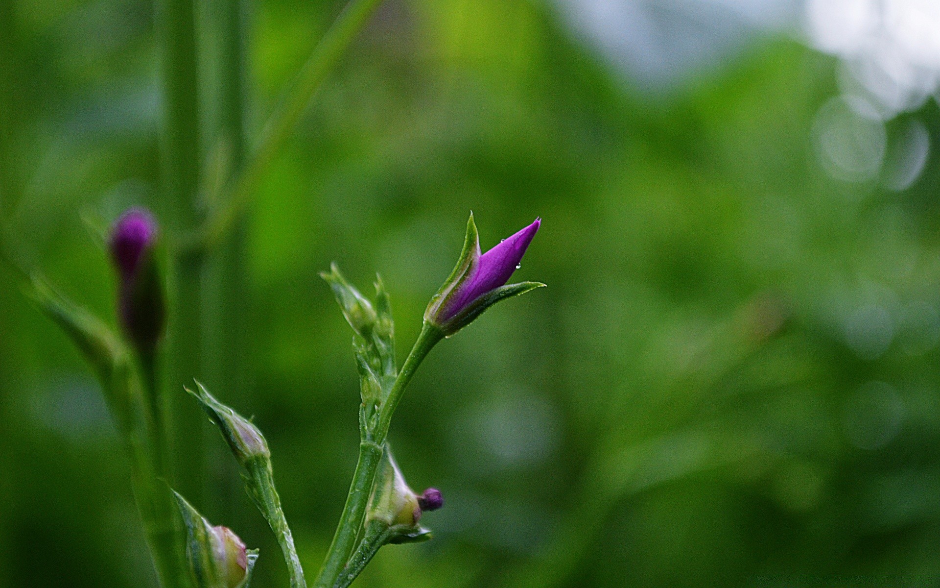 macro nature flora leaf flower garden summer growth outdoors blur grass fair weather bright color