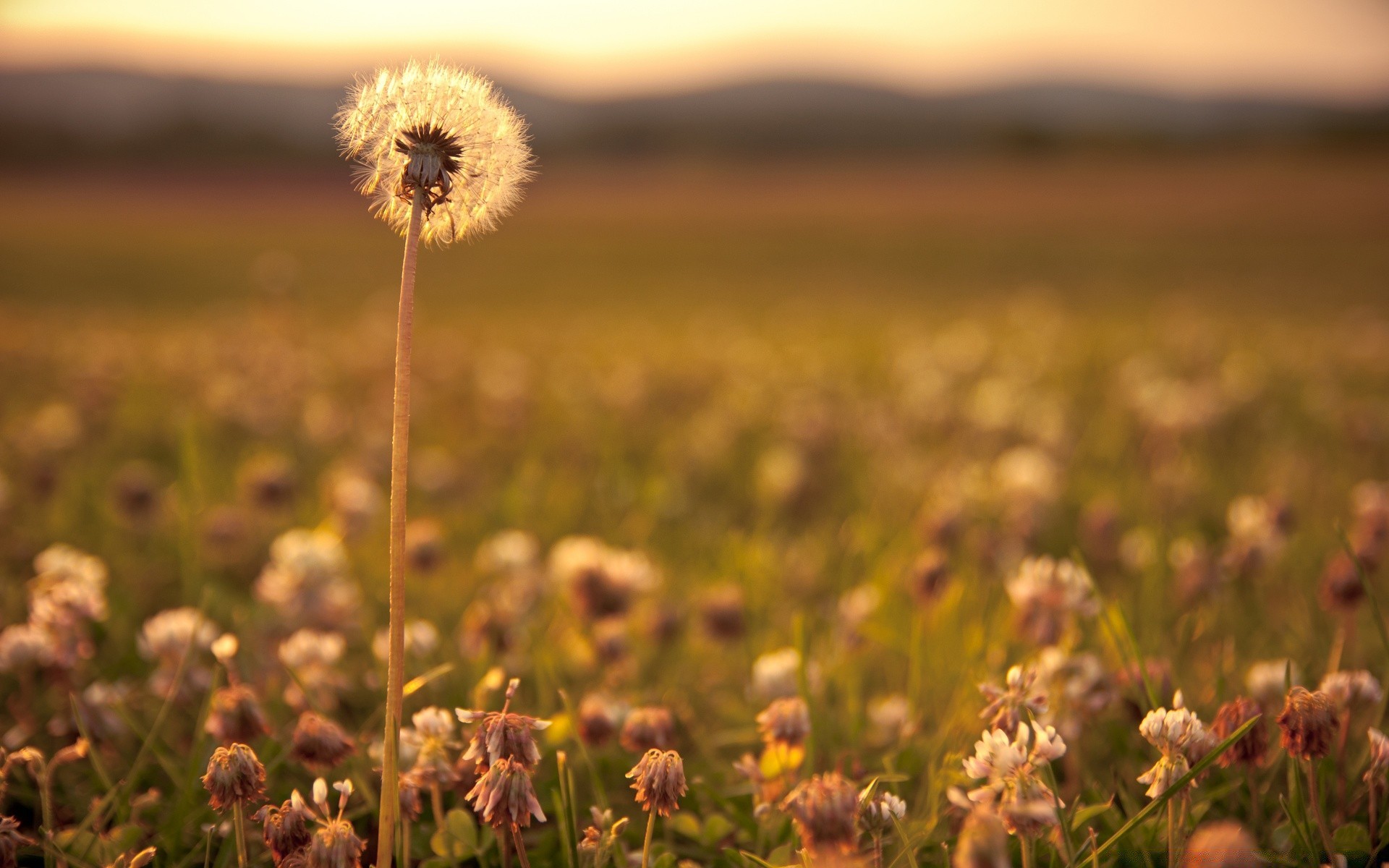 macro nature flower grass field growth fair weather flora outdoors sun hayfield summer rural grassland dawn landscape agriculture