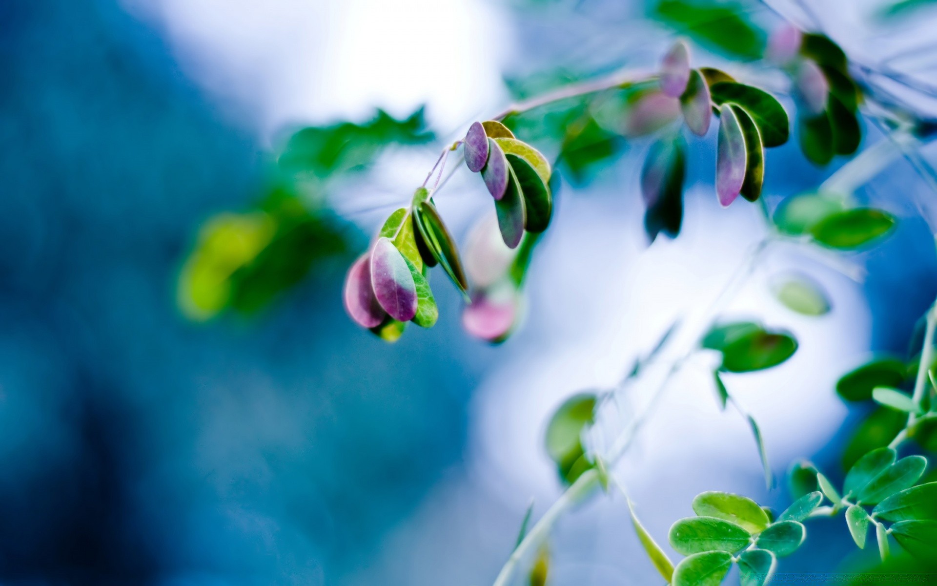 makro kwiat natura flora liść kolor ogród pulpit piękne lato drzewo kwiatowy zbliżenie rozmycie wzrost na zewnątrz