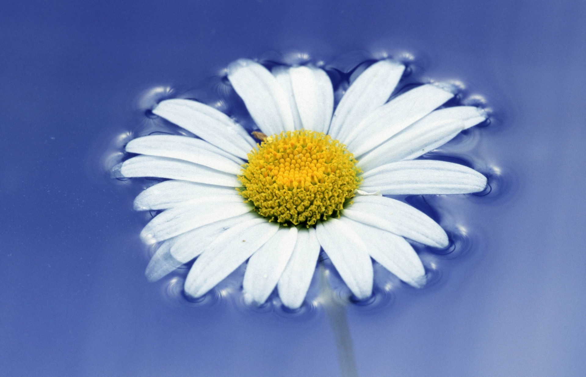 fleurs dans l eau nature fleur été flore lumineux fraîcheur couleur marguerites saison gros plan bureau