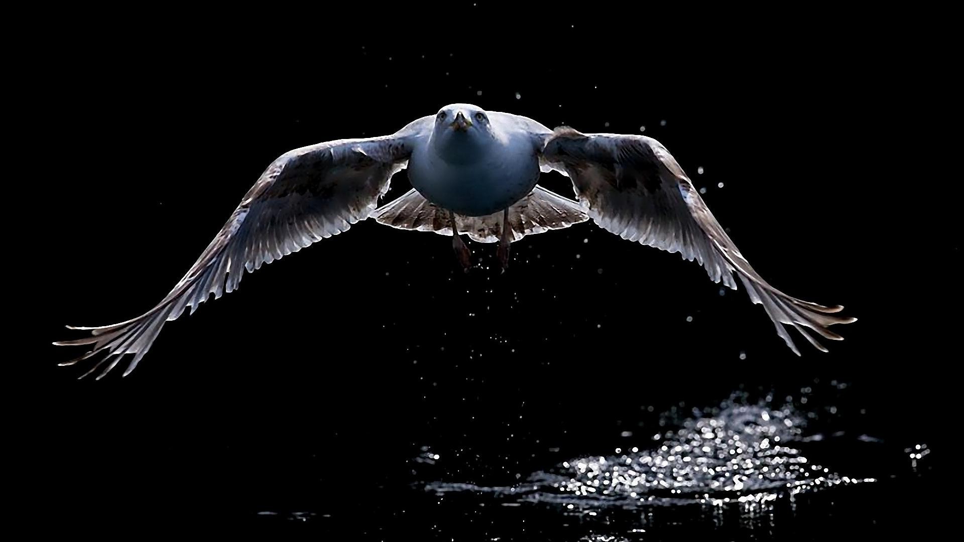 tiere vogel flug tierwelt fliegen möwen natur tier feder flügel wasser meer ozean reflexion raptor schnabel see taube adler wild