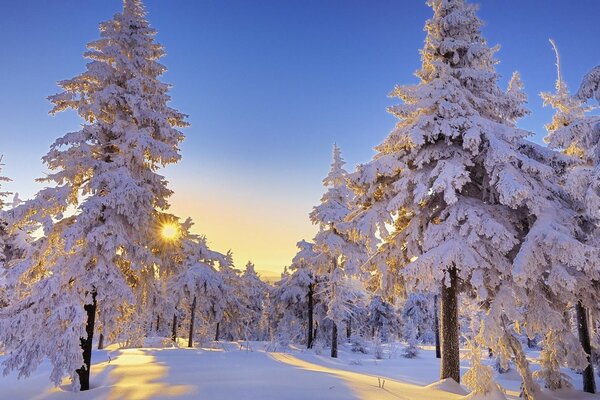 Nieve en invierno en el bosque en las heladas se encuentra en las ramas de los árboles