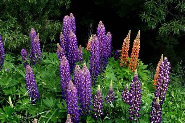 Blaue und orangefarbene Farben im Wald